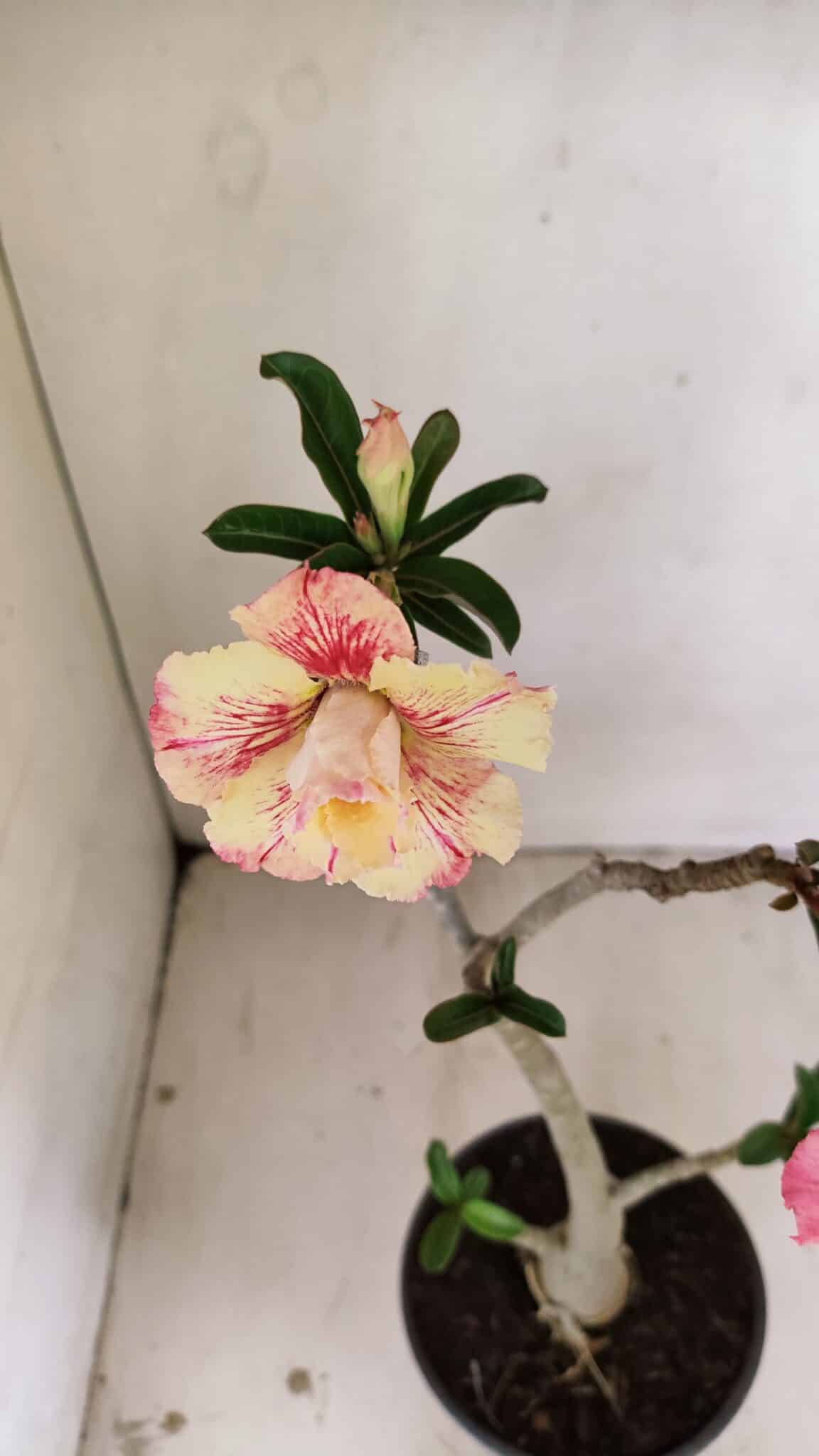 Planta Dobrada 3542 – 35cm – 03 anos - foto 4