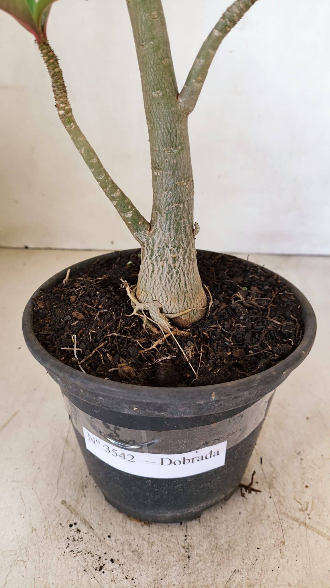 Planta Dobrada 3542 – 35cm – 03 anos - foto 6