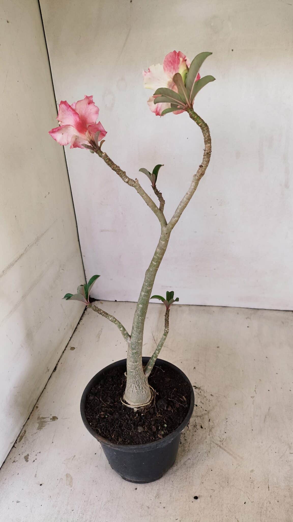 Planta Dobrada 3542 – 35cm – 03 anos - foto 5
