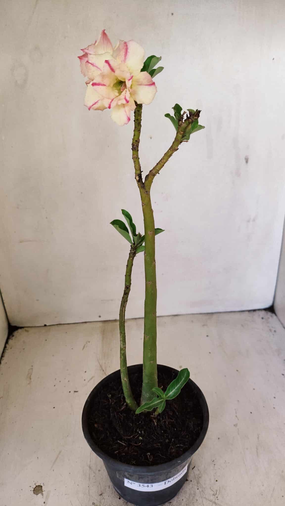 Planta Dobrada 3543 – 35cm – 03 anos - foto 2