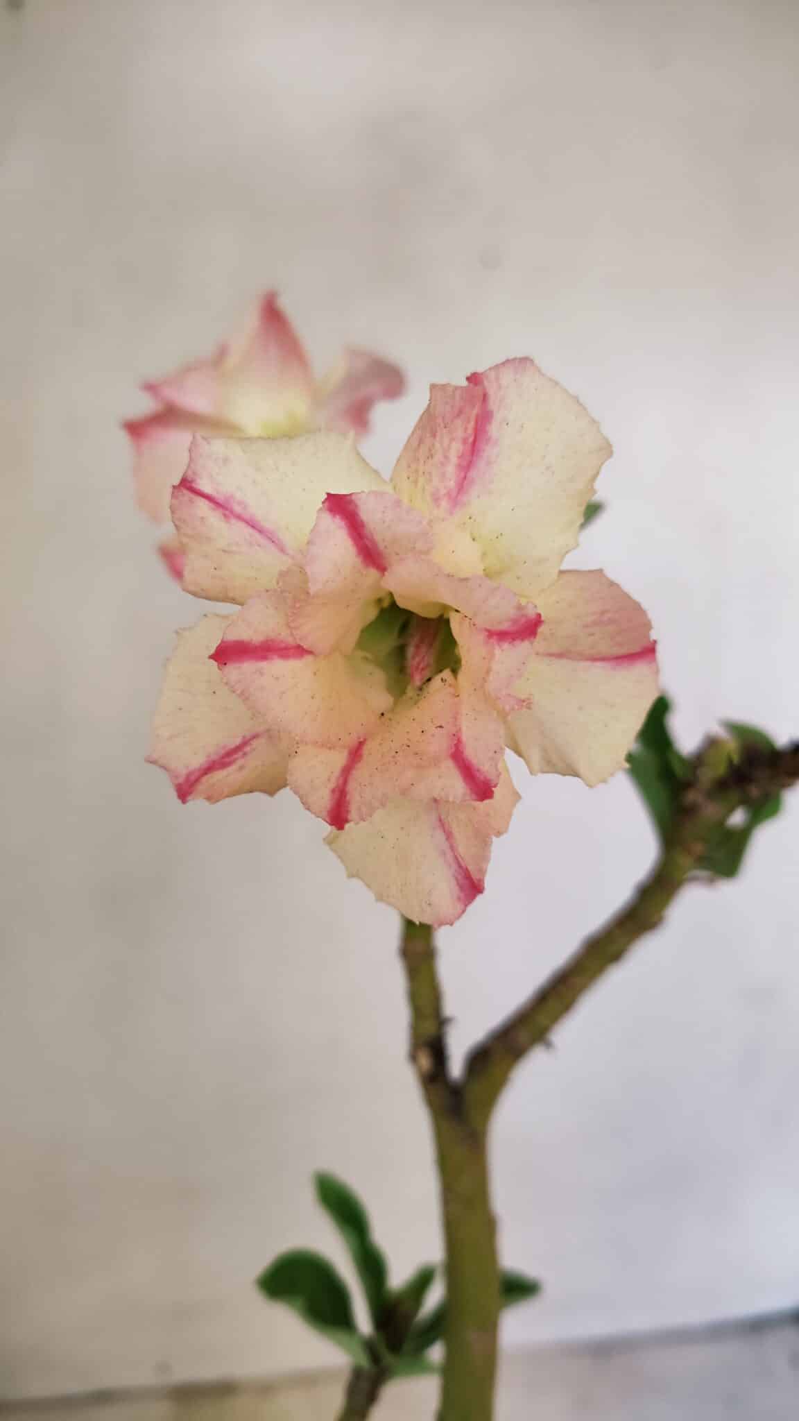 Planta Dobrada 3543 – 35cm – 03 anos - foto 3