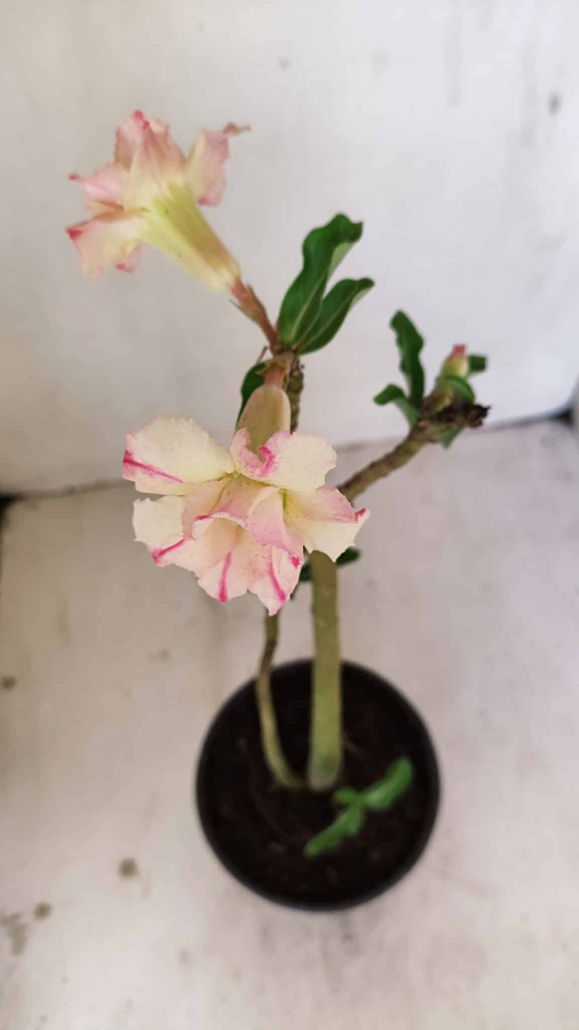Planta Dobrada 3543 – 35cm – 03 anos - foto 4