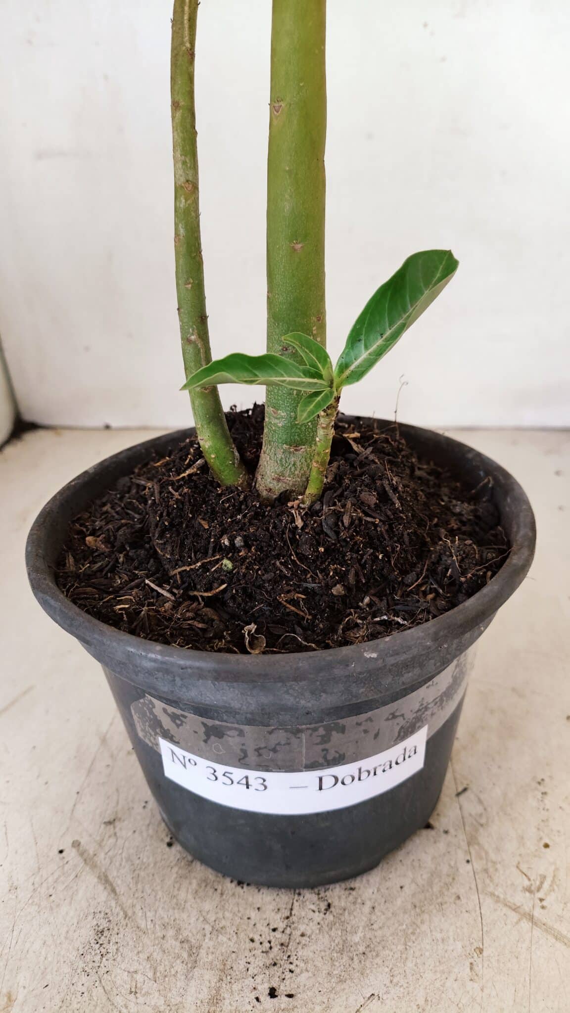 Planta Dobrada 3543 – 35cm – 03 anos - foto 7