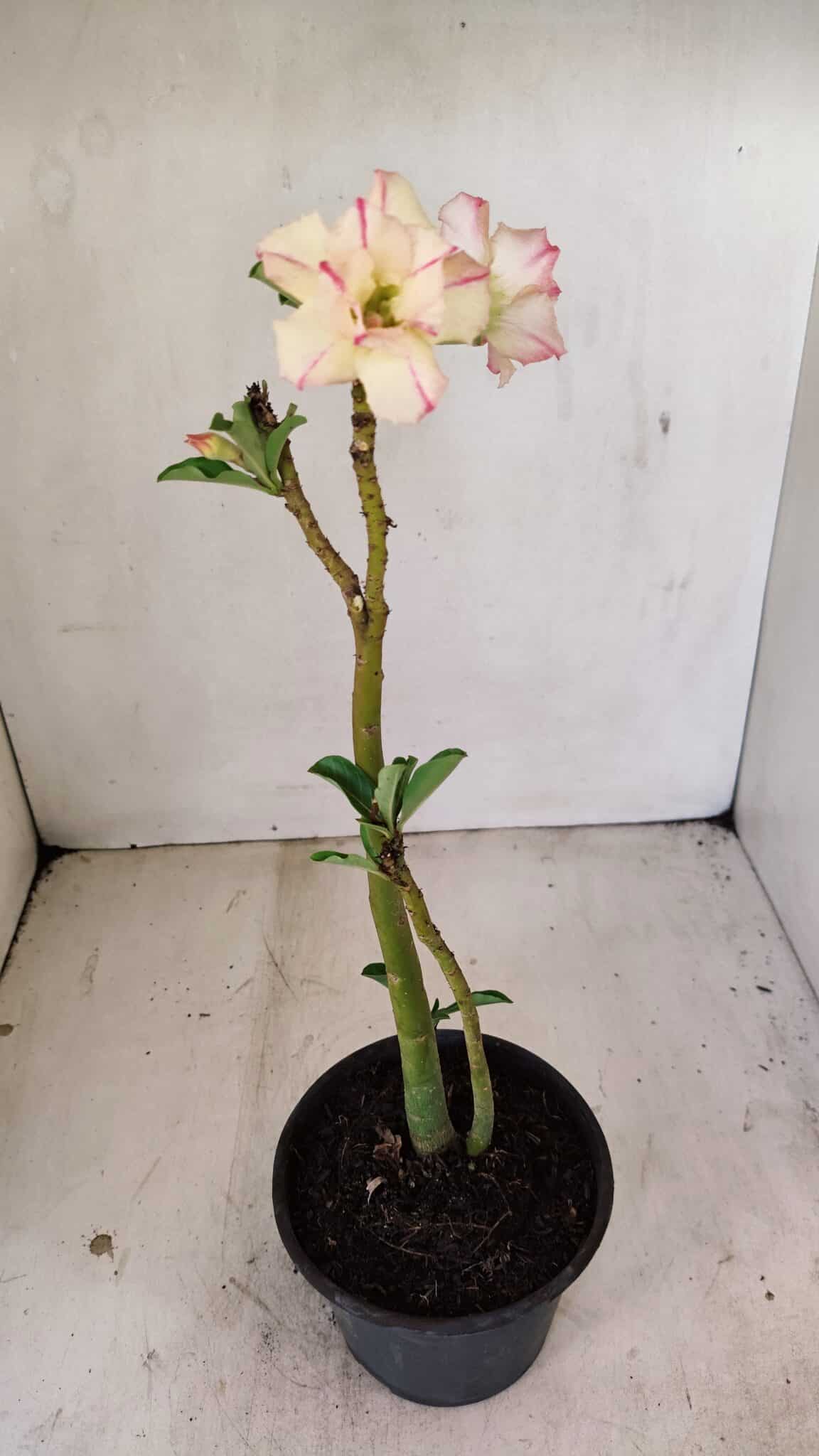 Planta Dobrada 3543 – 35cm – 03 anos - foto 6