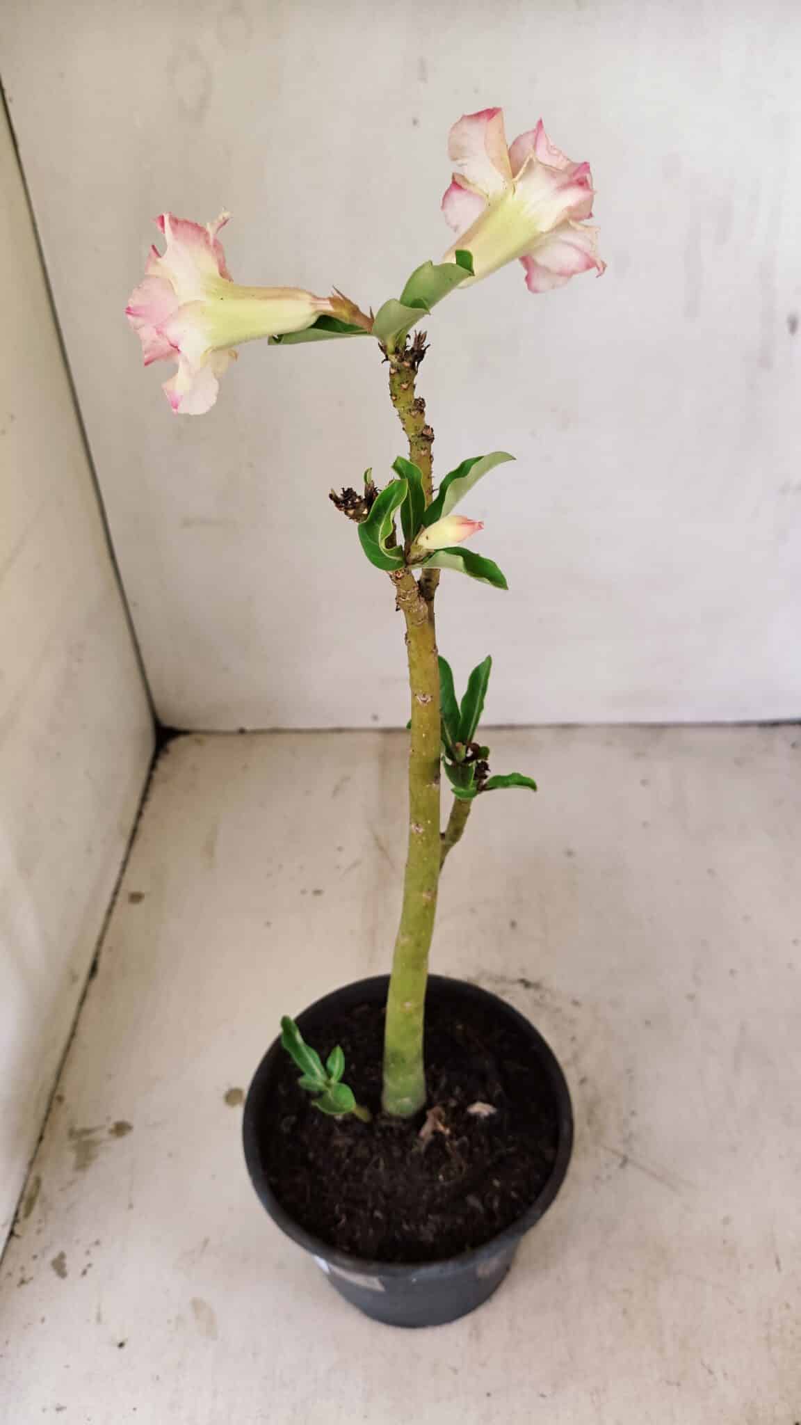 Planta Dobrada 3543 – 35cm – 03 anos - foto 5