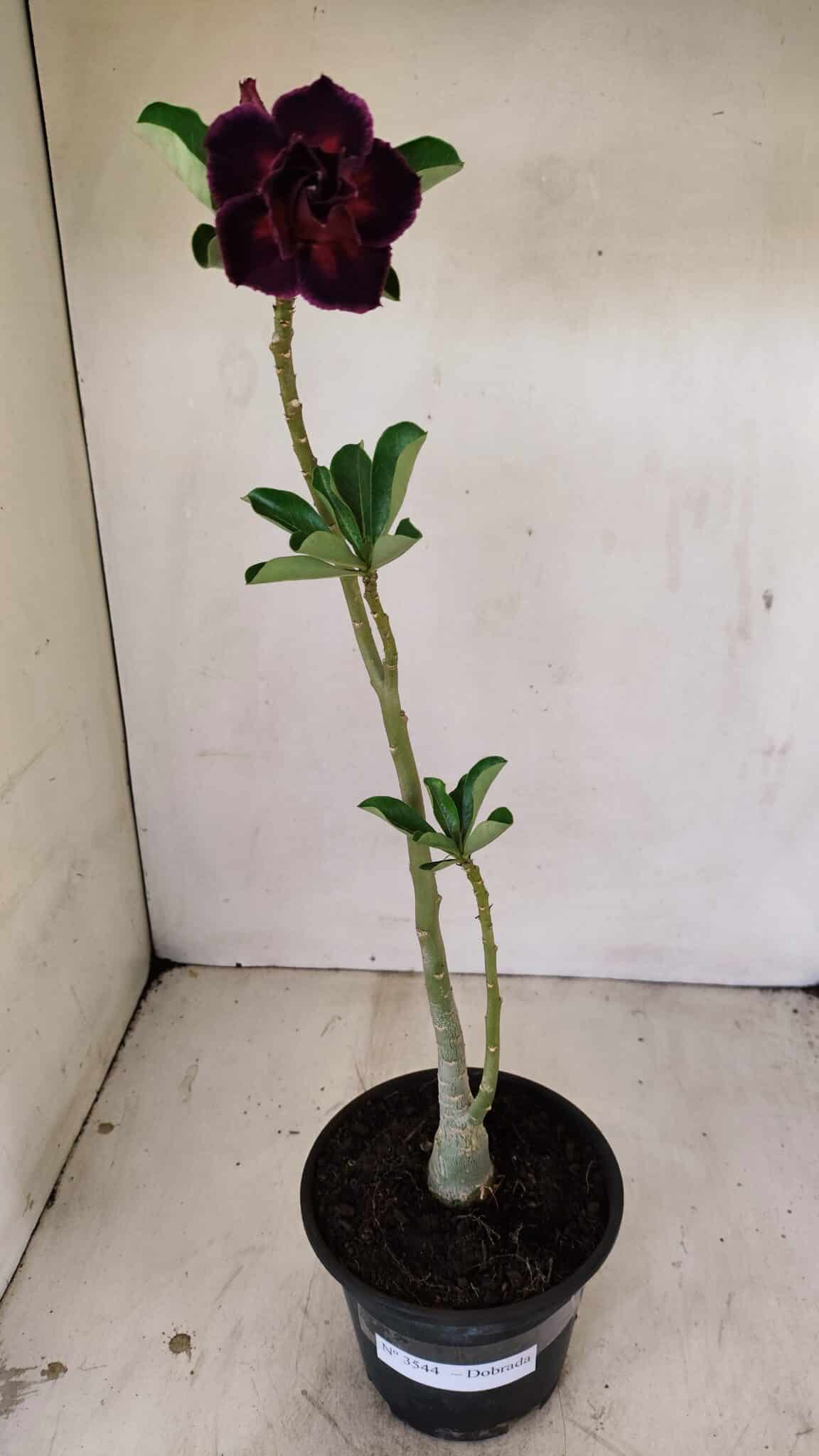Planta Dobrada 3544 – 35cm – 03 anos - foto 2