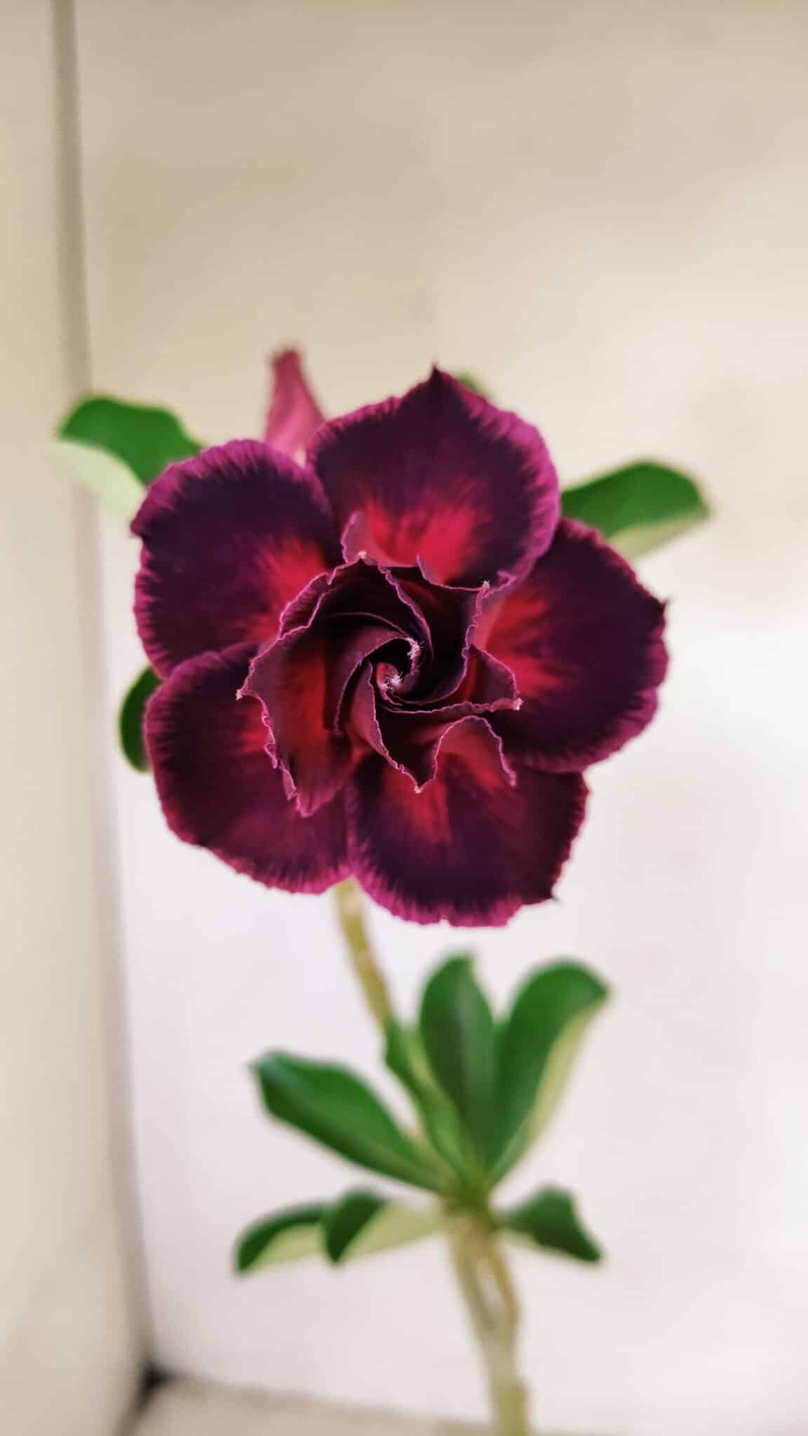 Planta Dobrada 3544 – 35cm – 03 anos - foto 3