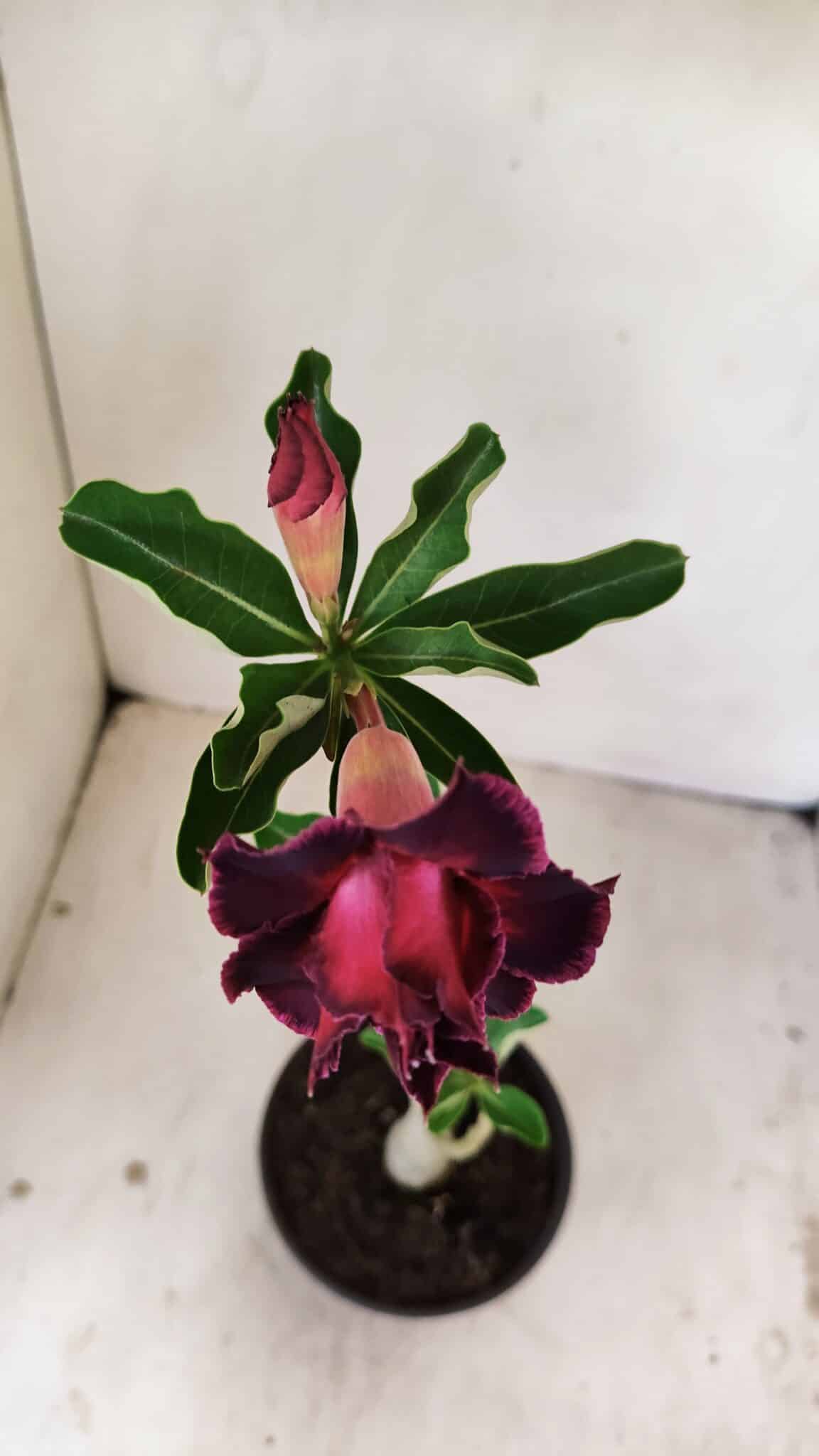 Planta Dobrada 3544 – 35cm – 03 anos - foto 4