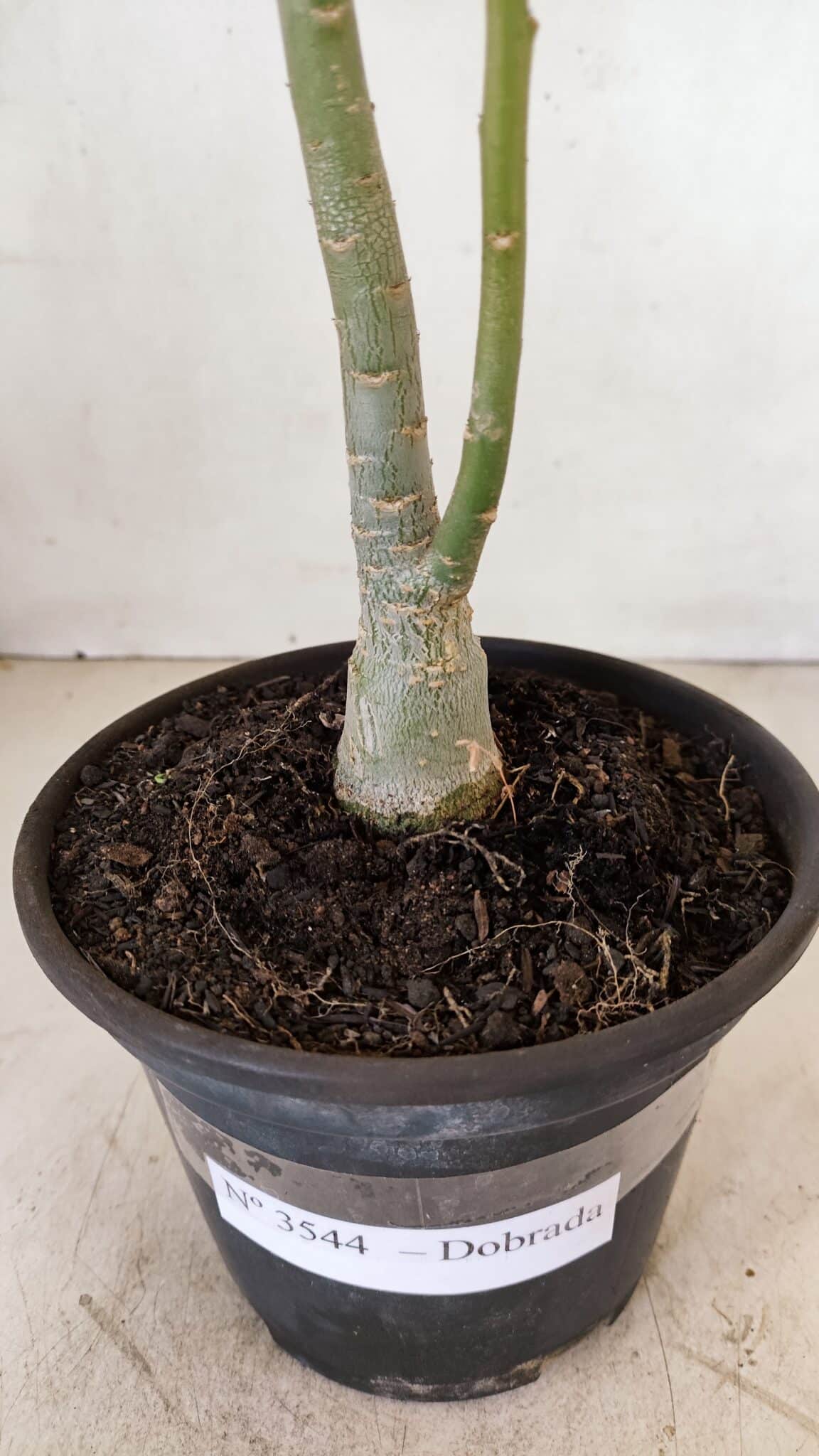 Planta Dobrada 3544 – 35cm – 03 anos - foto 6