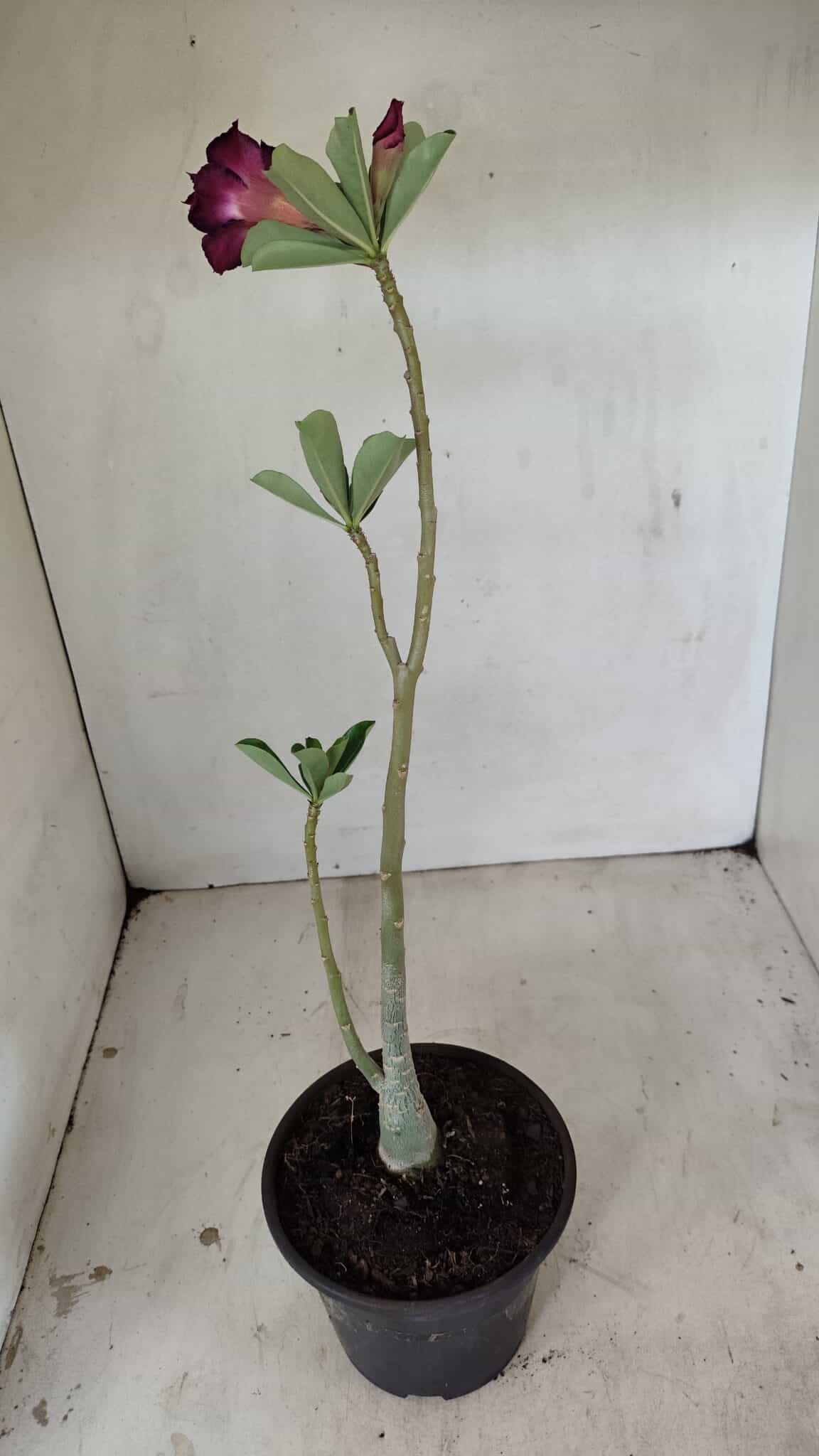 Planta Dobrada 3544 – 35cm – 03 anos - foto 5