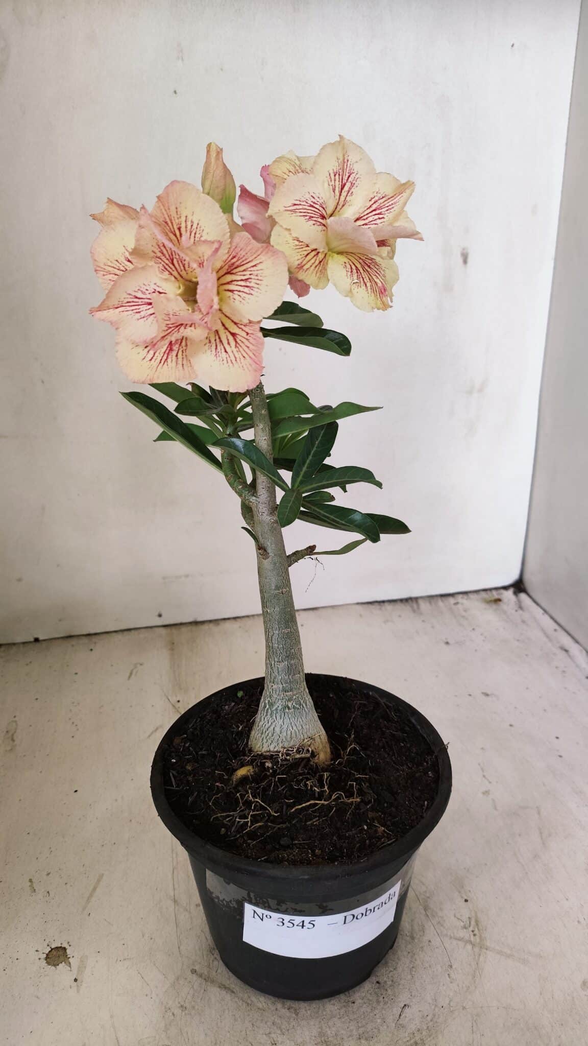 Planta Dobrada 3545 – 30cm – 02 anos - foto 2