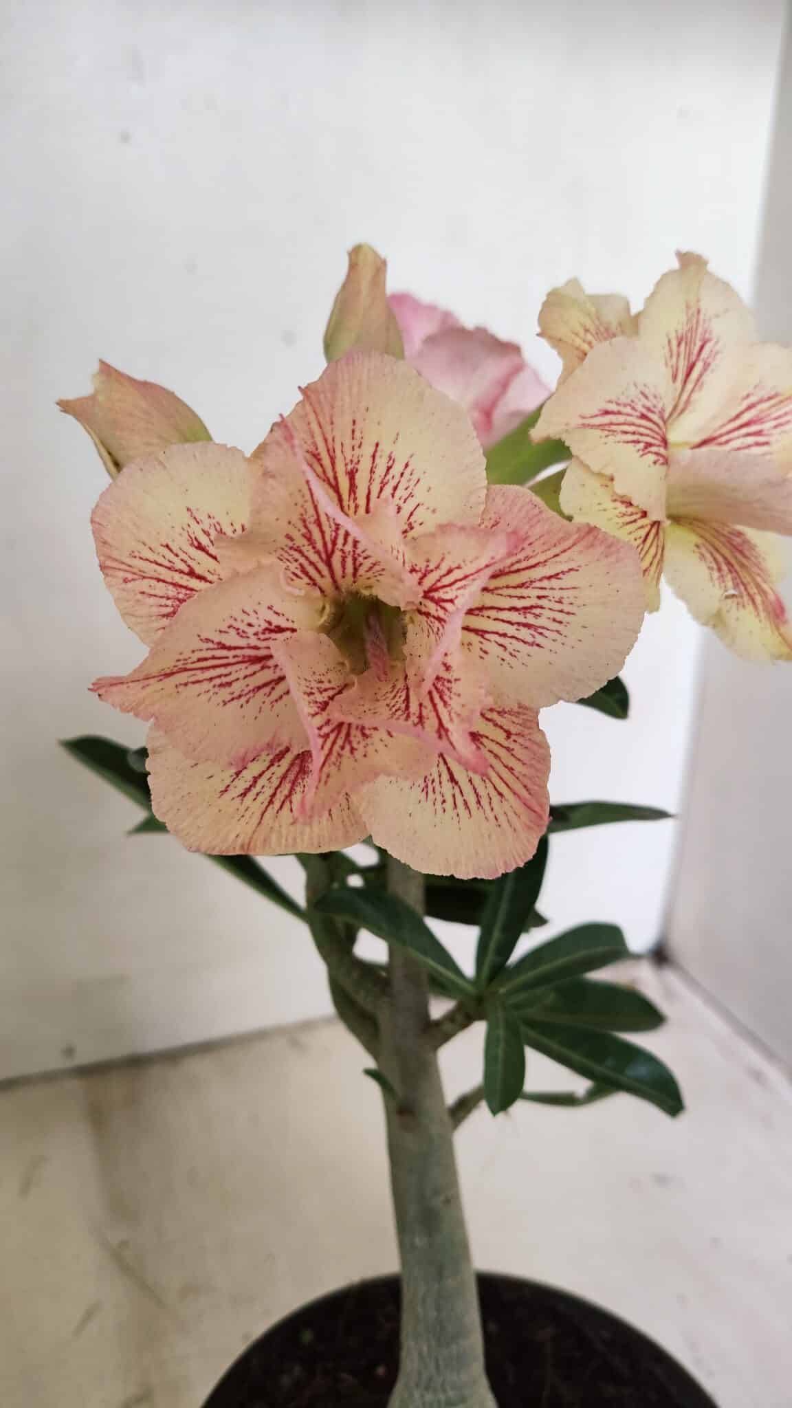 Planta Dobrada 3545 – 30cm – 02 anos - foto 3