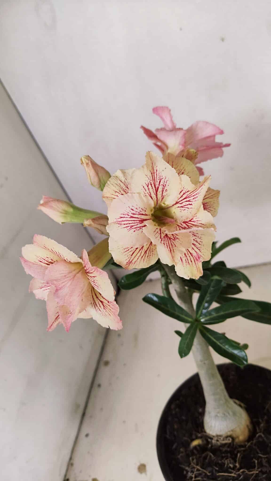 Planta Dobrada 3545 – 30cm – 02 anos - foto 4