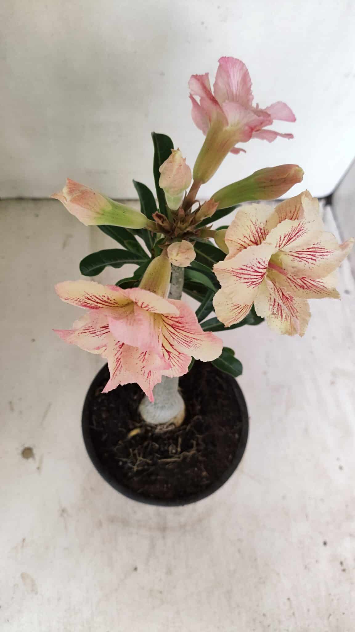 Planta Dobrada 3545 – 30cm – 02 anos - foto 5