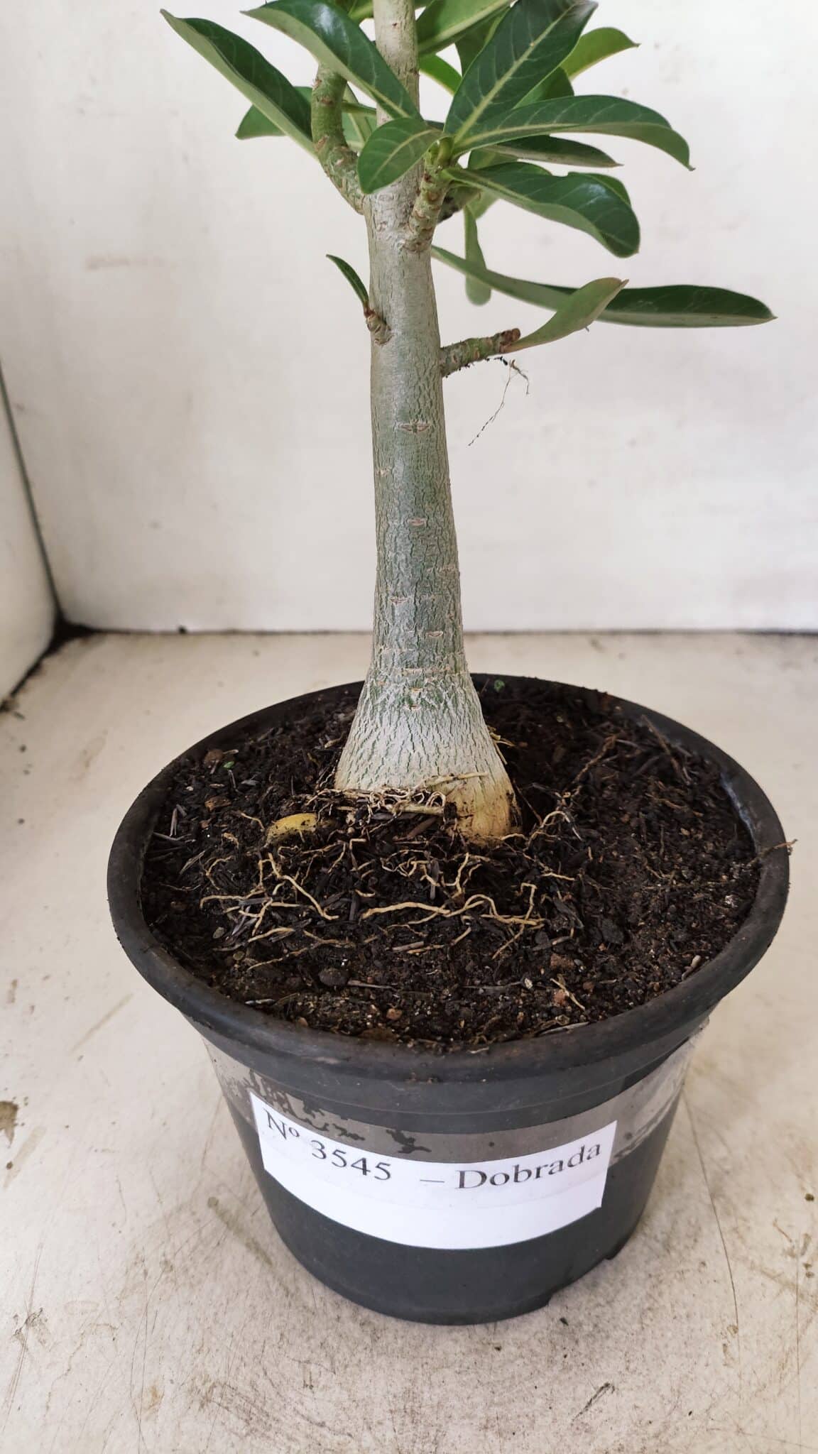 Planta Dobrada 3545 – 30cm – 02 anos - foto 8
