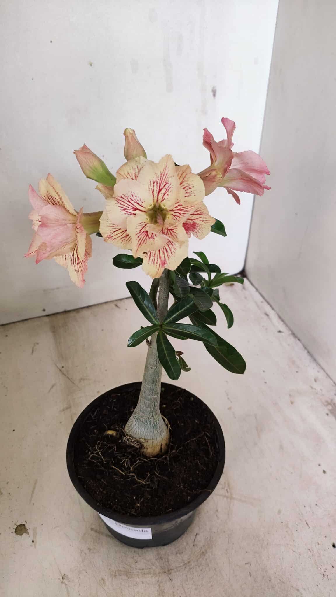 Planta Dobrada 3545 – 30cm – 02 anos - foto 7