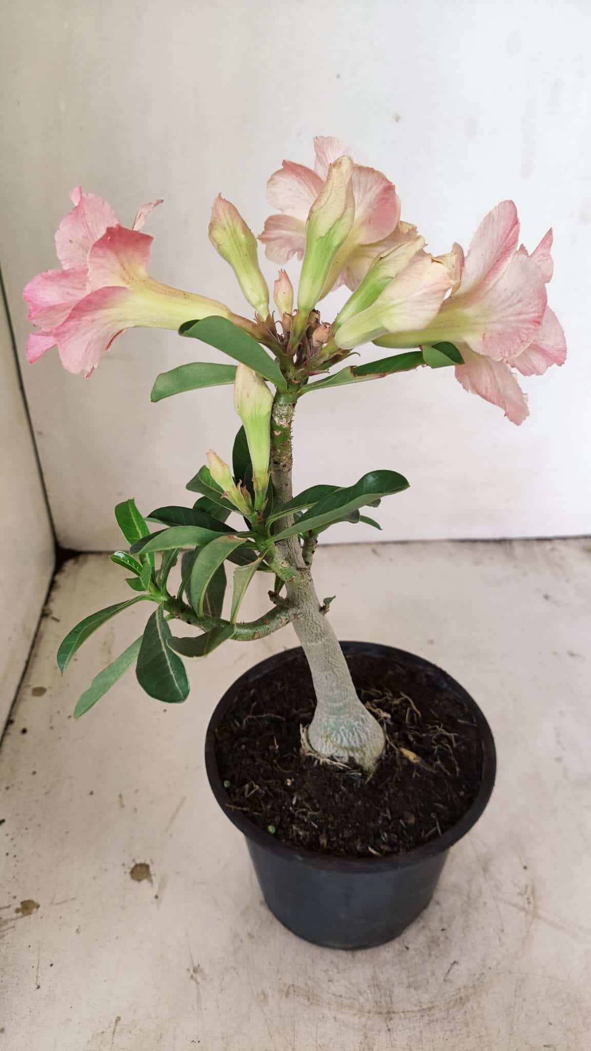 Planta Dobrada 3545 – 30cm – 02 anos - foto 6