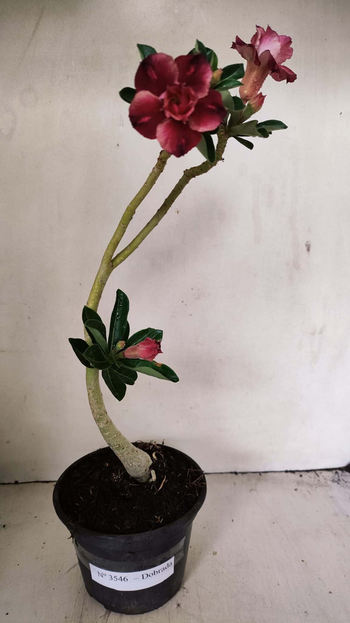 Planta Dobrada 3546 – 30cm – 02 anos - foto 2