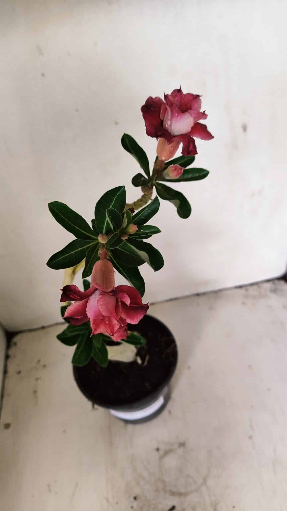 Planta Dobrada 3546 – 30cm – 02 anos - foto 4