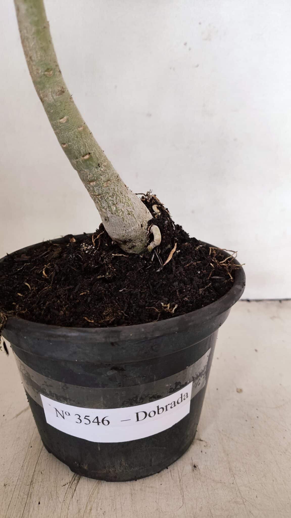 Planta Dobrada 3546 – 30cm – 02 anos - foto 6