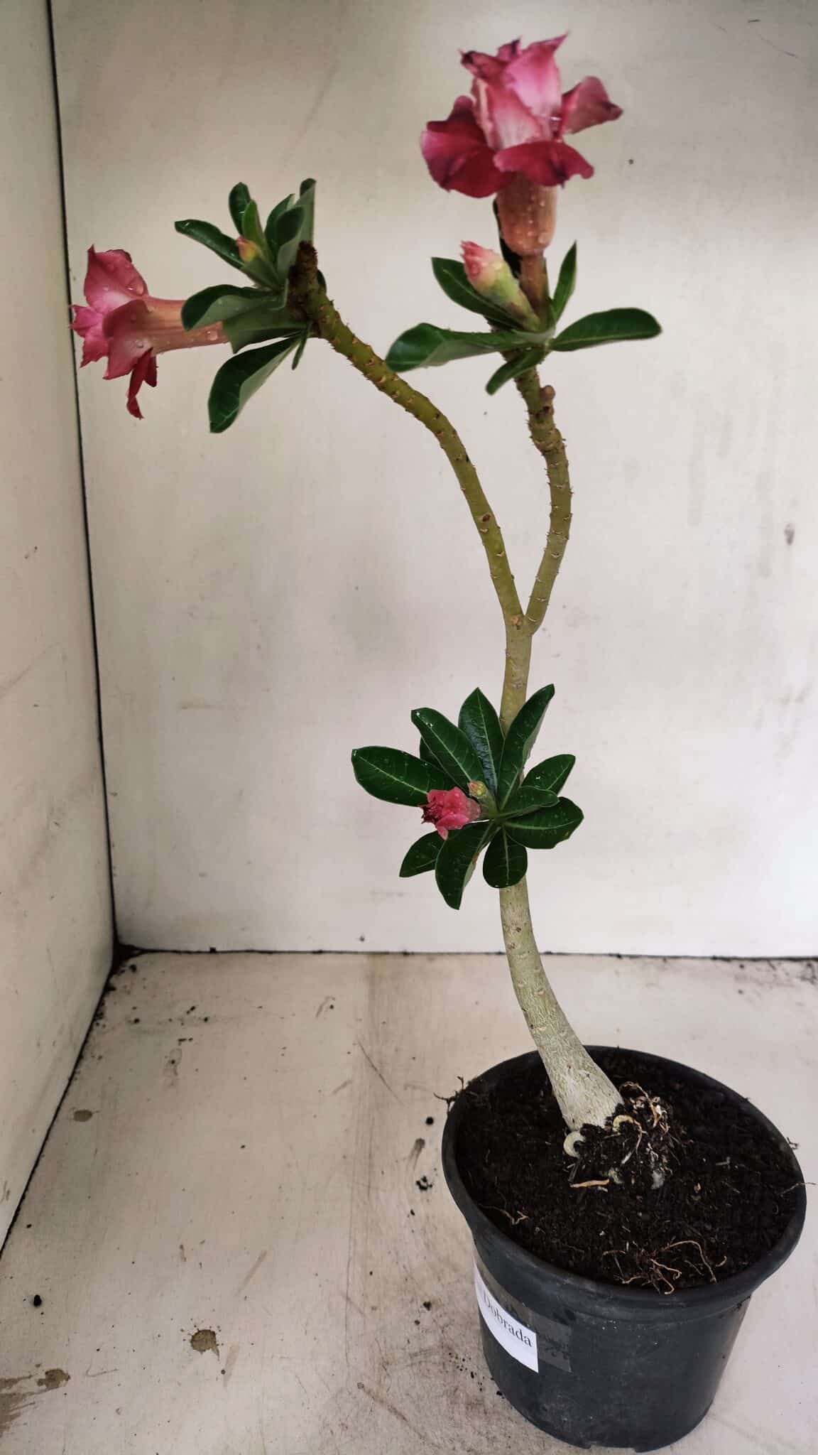Planta Dobrada 3546 – 30cm – 02 anos - foto 5