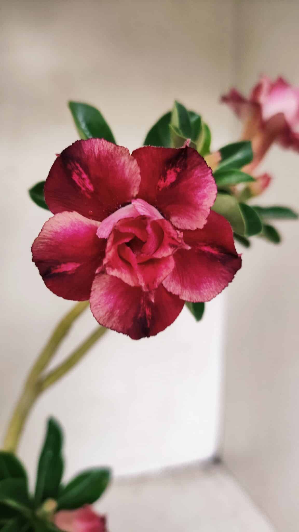 Planta Dobrada 3546 – 30cm – 02 anos - foto 7