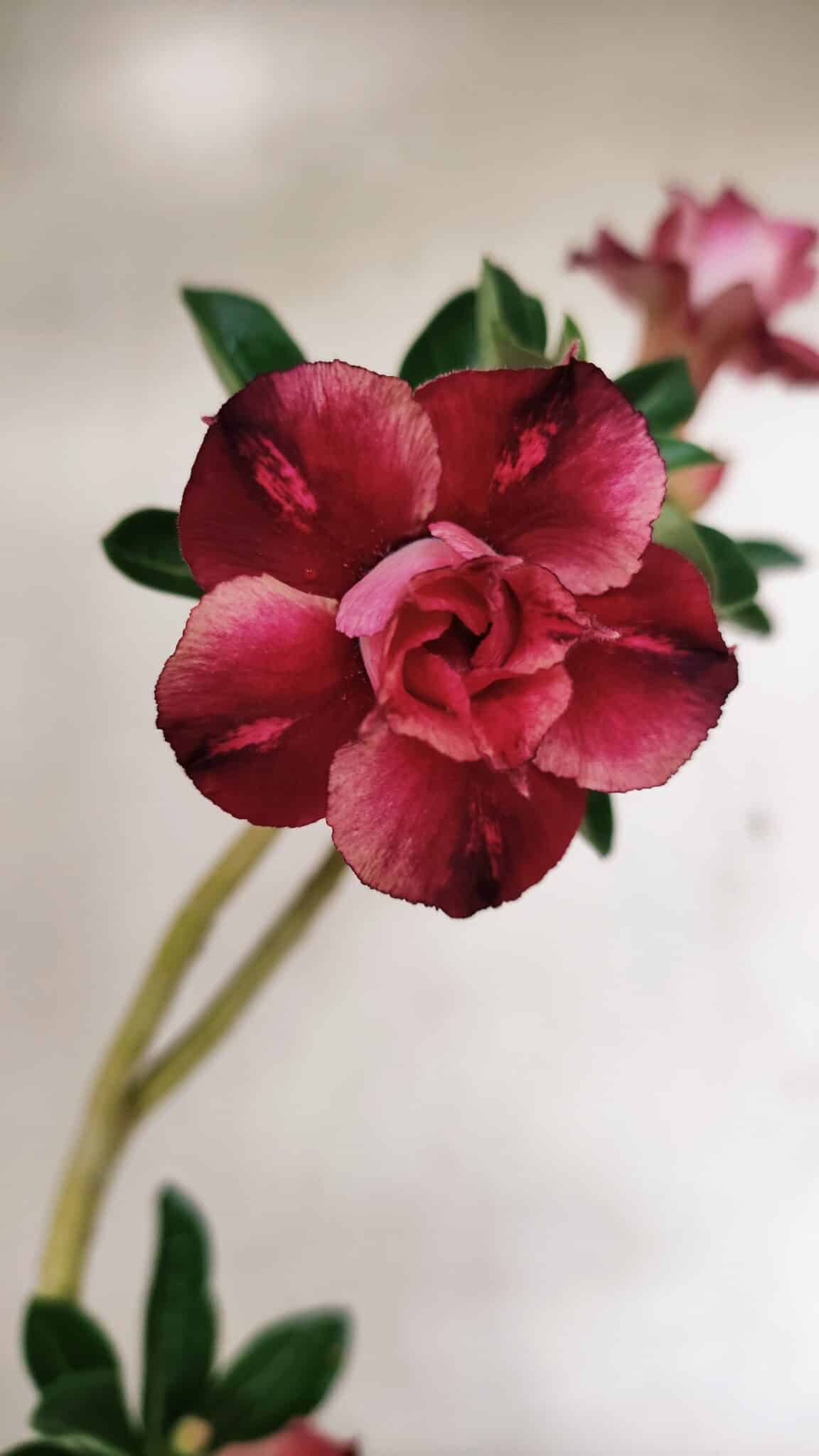 Planta Dobrada 3546 – 30cm – 02 anos - foto 3