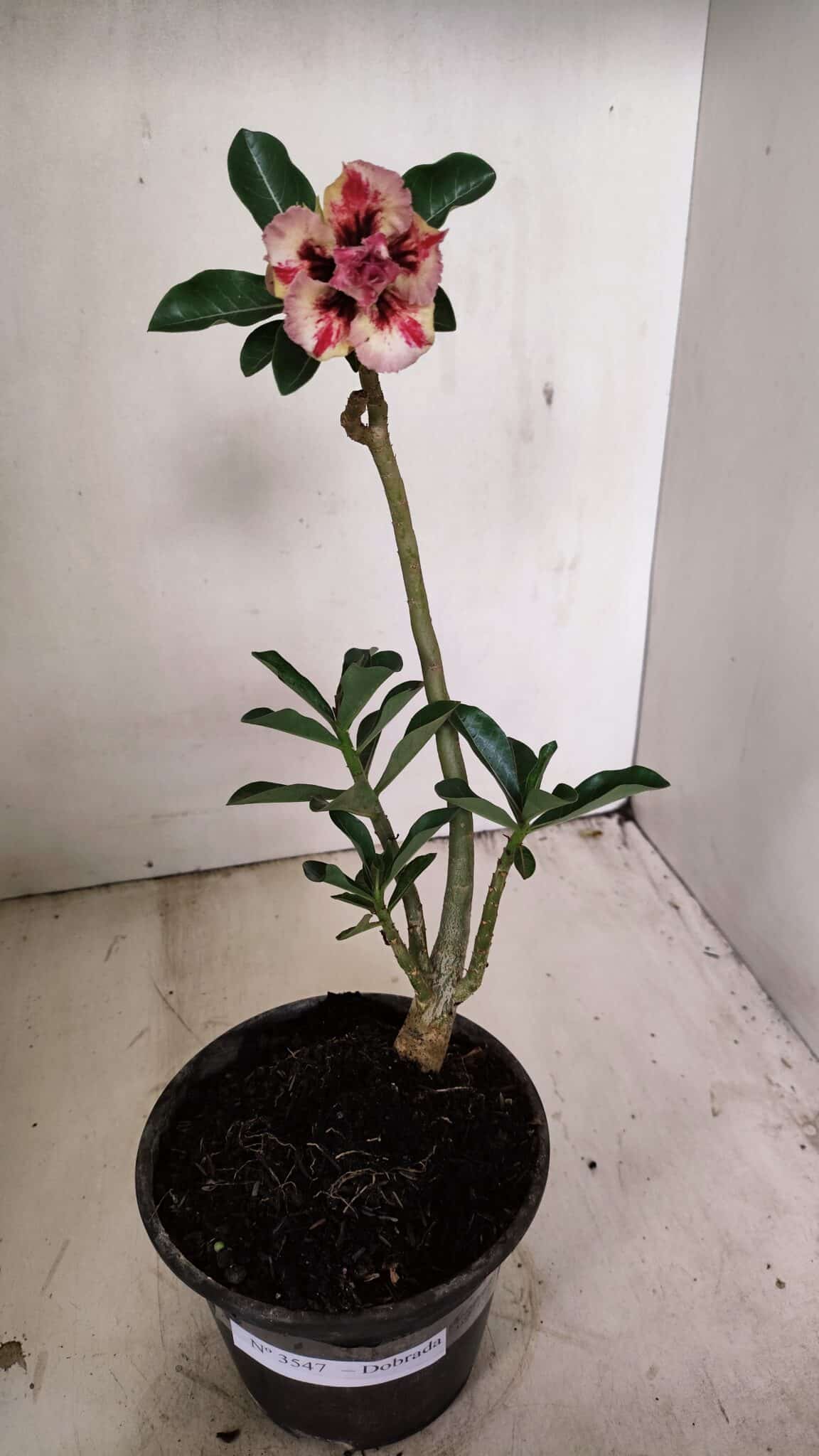 Planta Dobrada 3547 – 30cm – 02 anos - foto 2