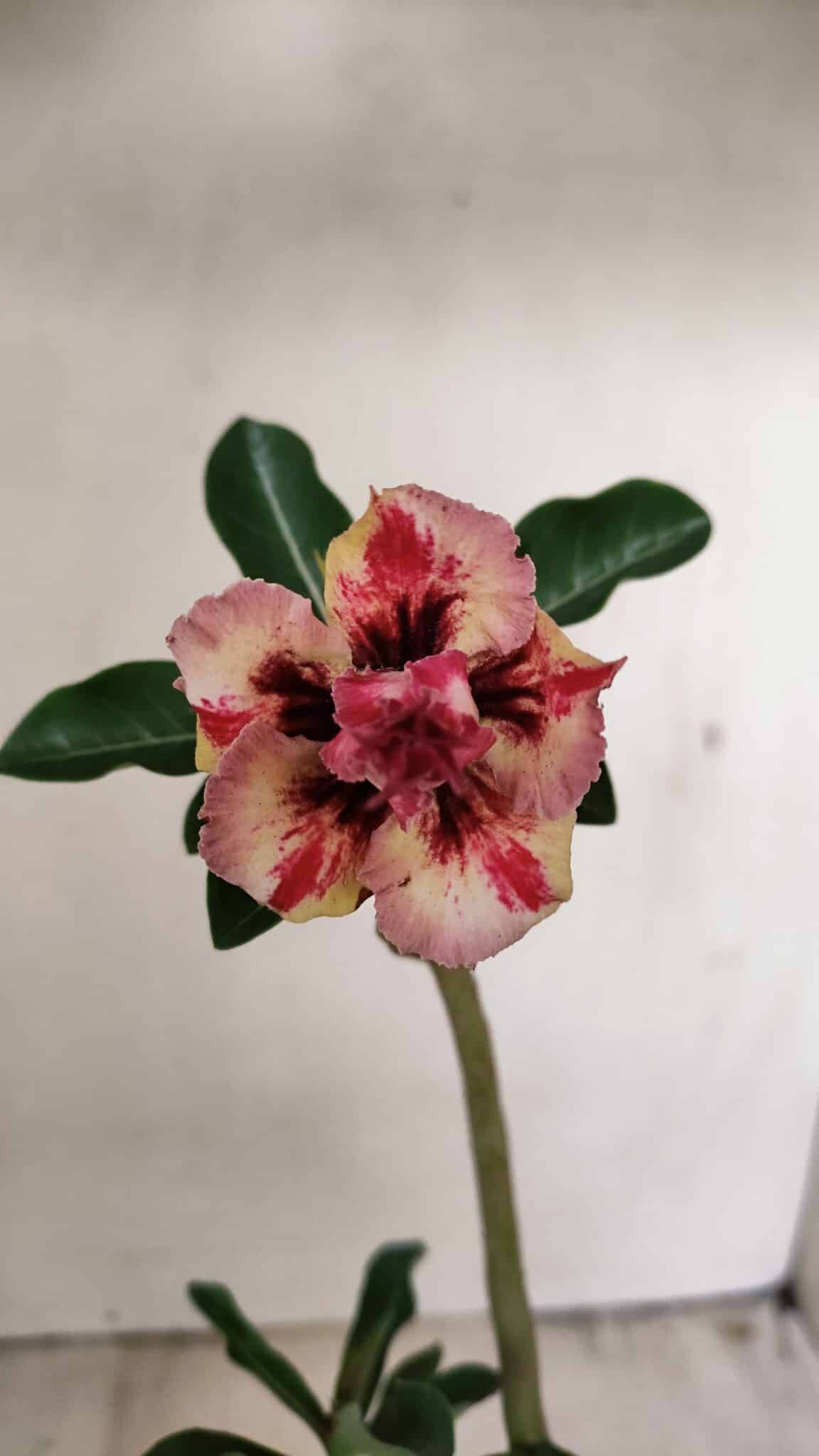 Planta Dobrada 3547 – 30cm – 02 anos - foto 3