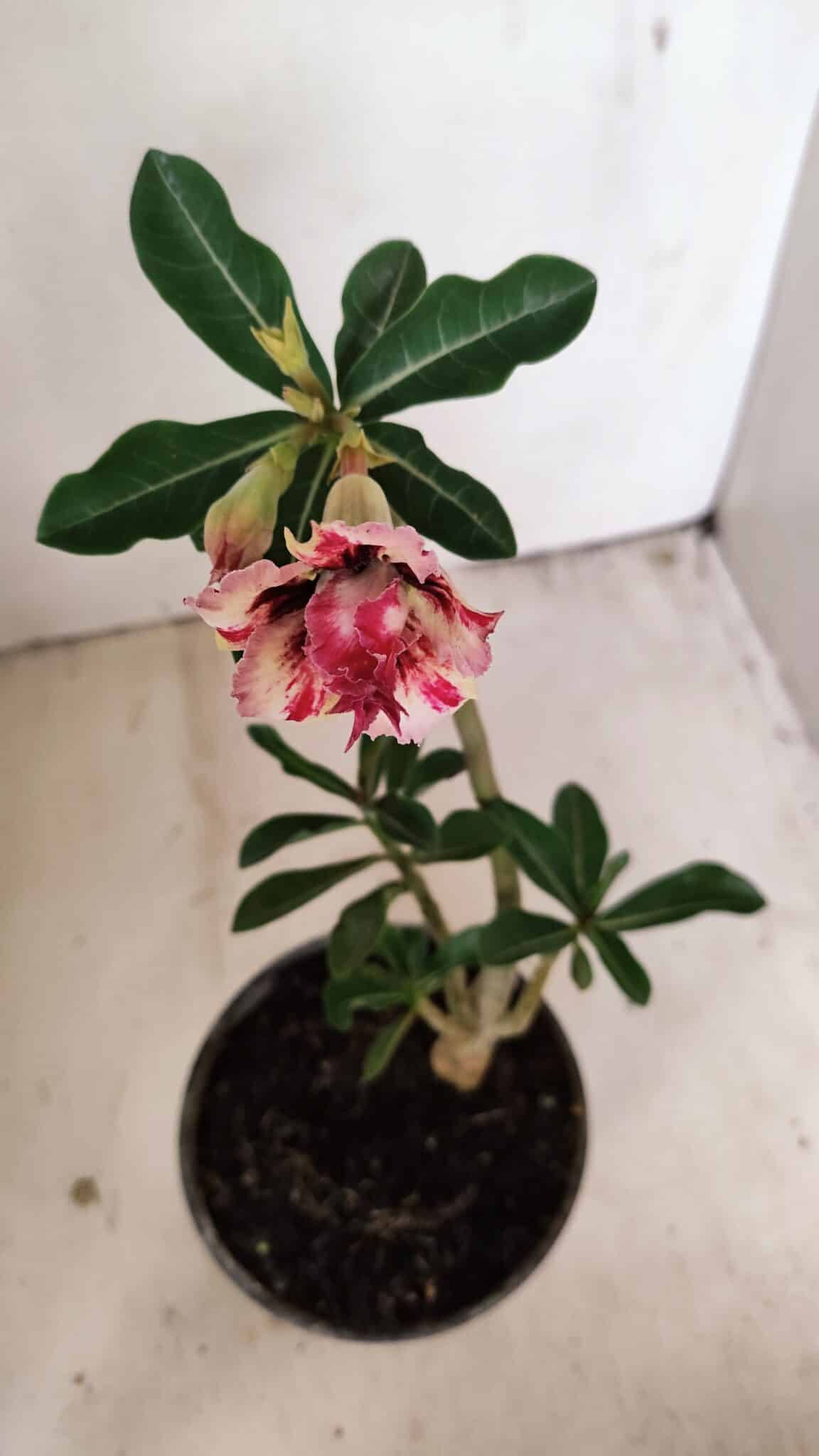 Planta Dobrada 3547 – 30cm – 02 anos - foto 4