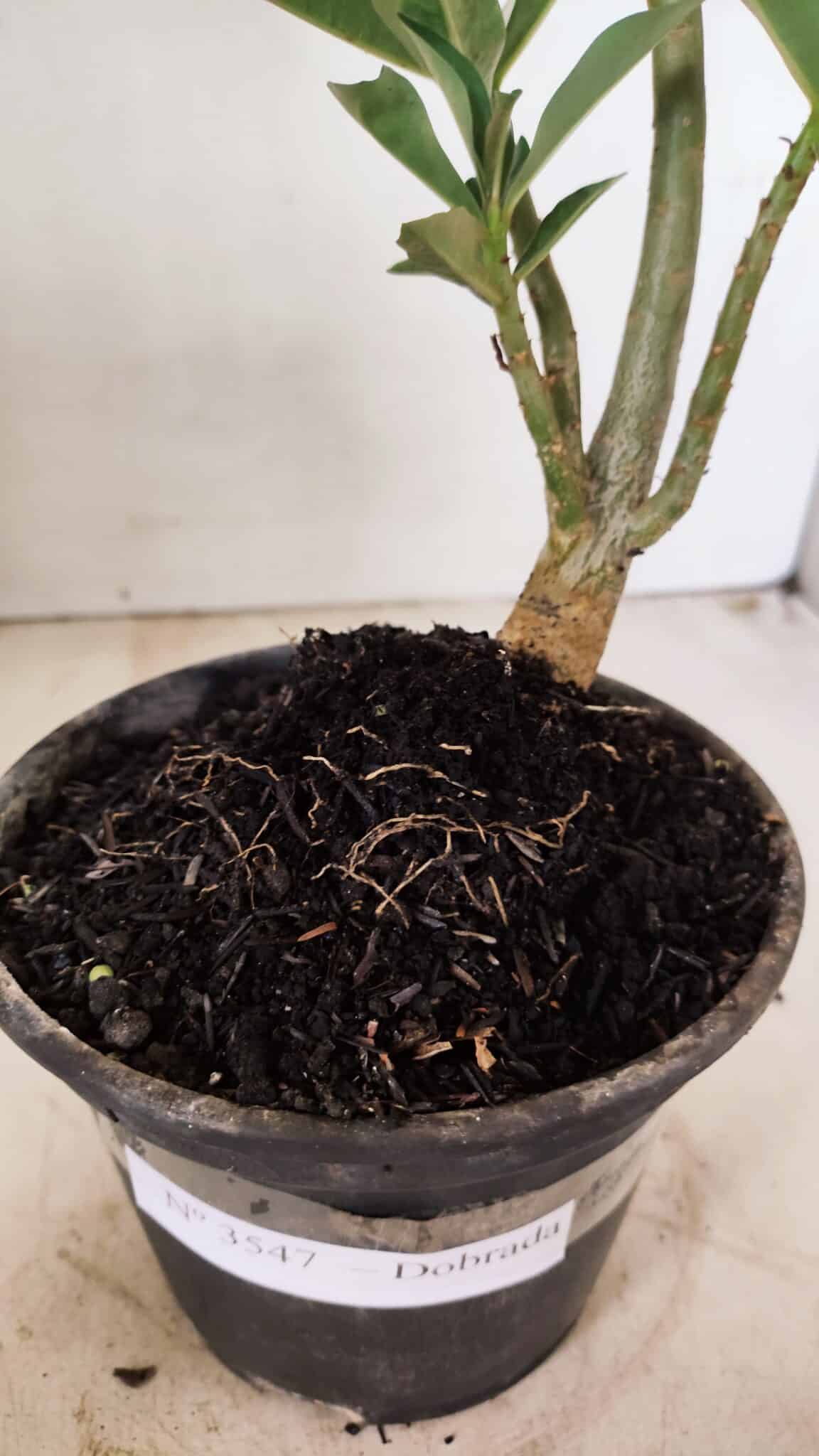 Planta Dobrada 3547 – 30cm – 02 anos - foto 7