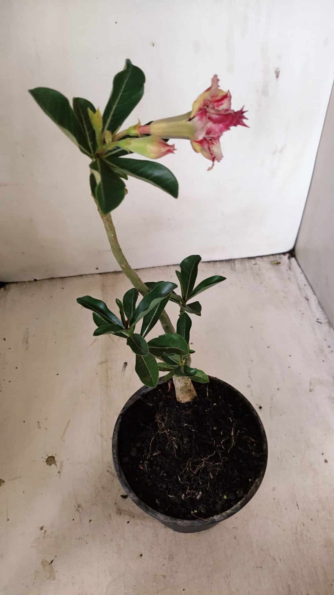 Planta Dobrada 3547 – 30cm – 02 anos - foto 6