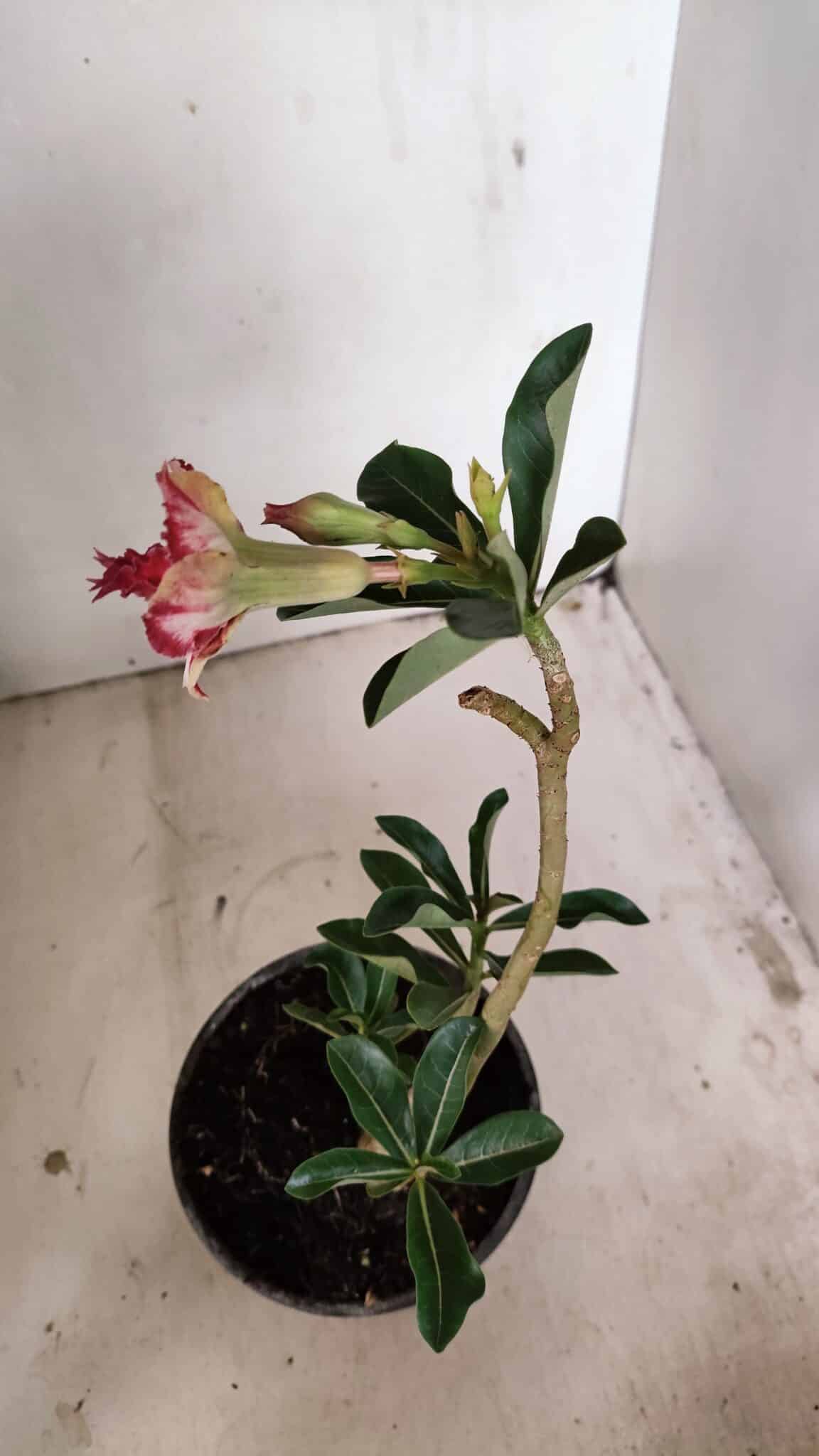 Planta Dobrada 3547 – 30cm – 02 anos - foto 5