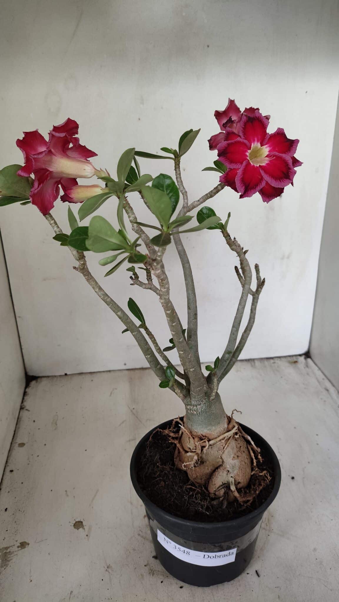 Planta Dobrada 3548 – 35cm – 03 anos - foto 2
