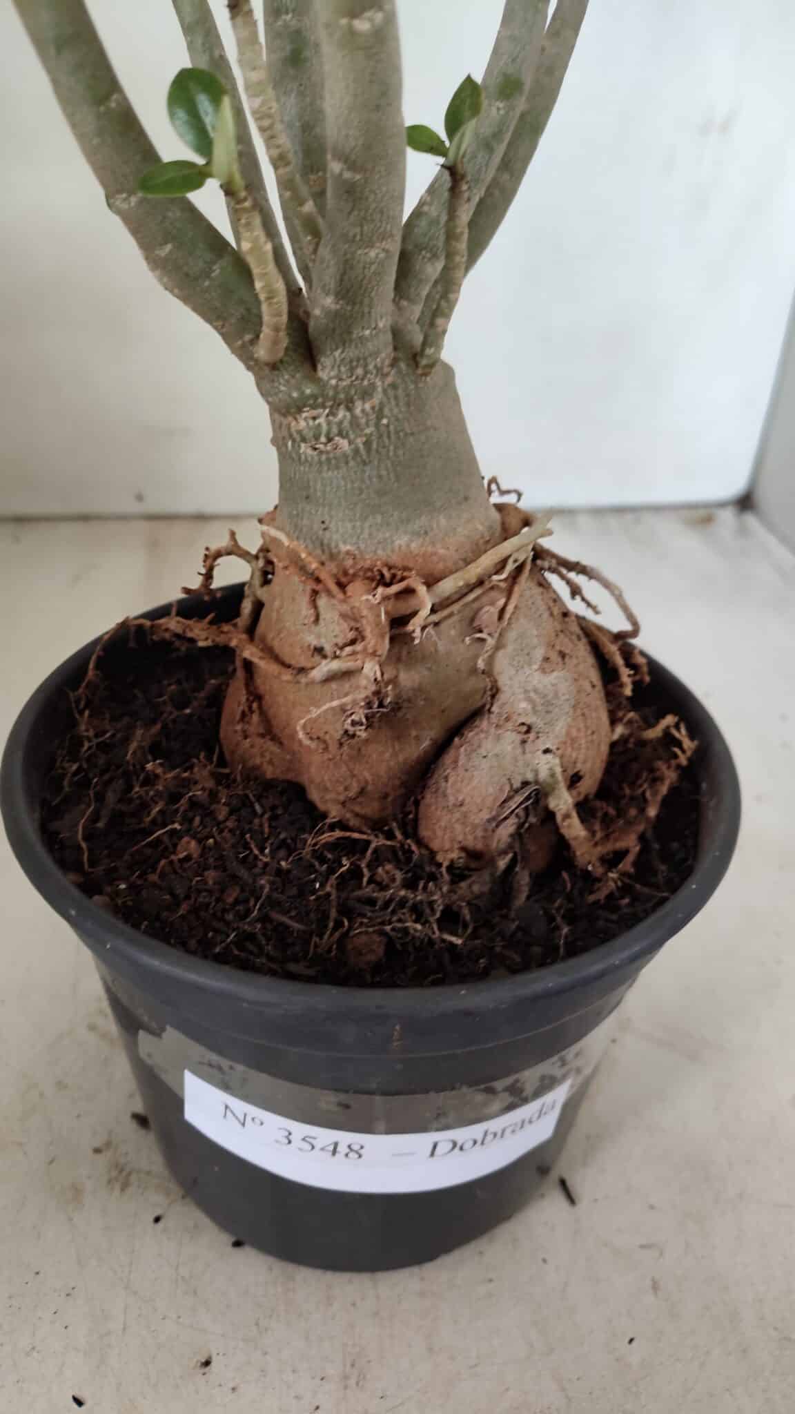 Planta Dobrada 3548 – 35cm – 03 anos - foto 6