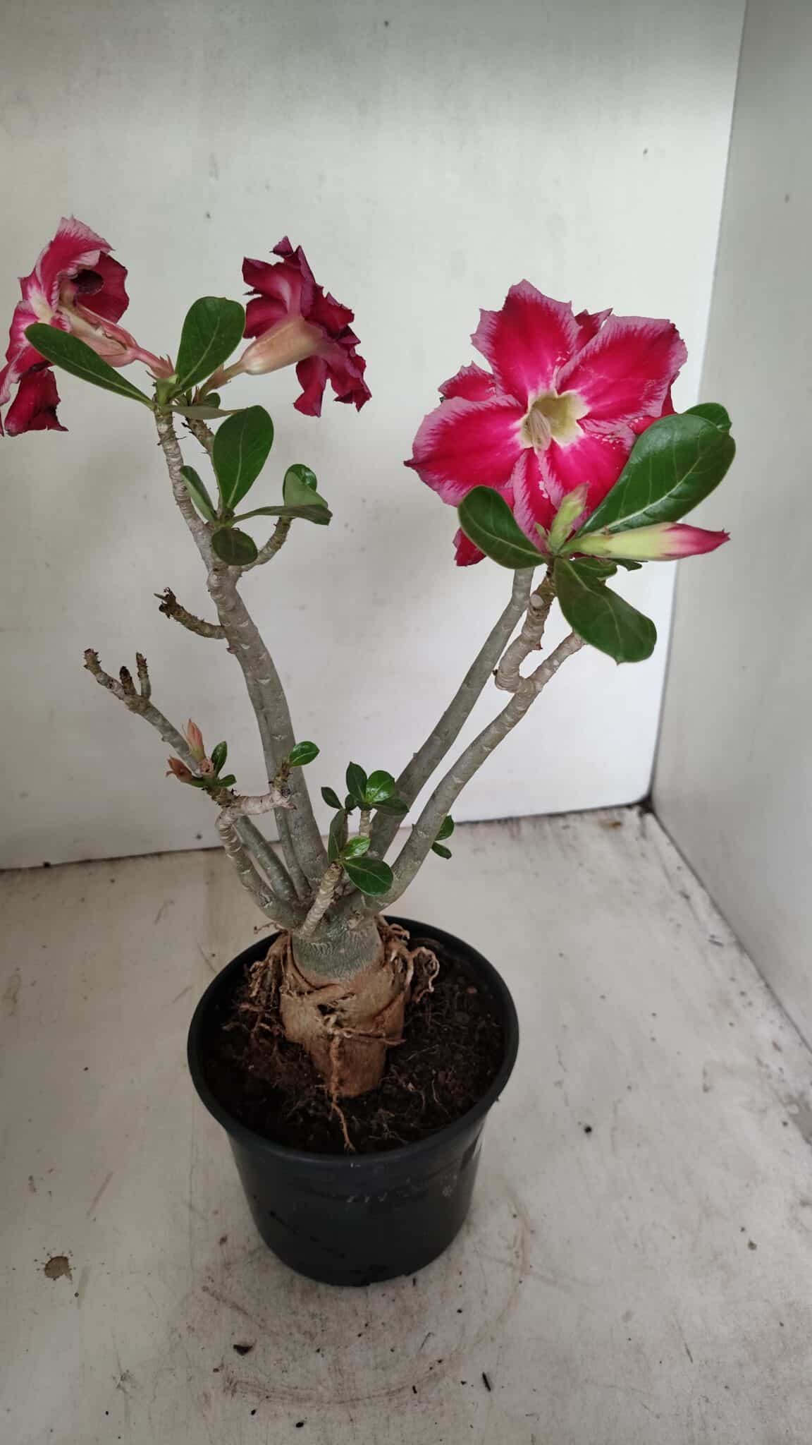 Planta Dobrada 3548 – 35cm – 03 anos - foto 5