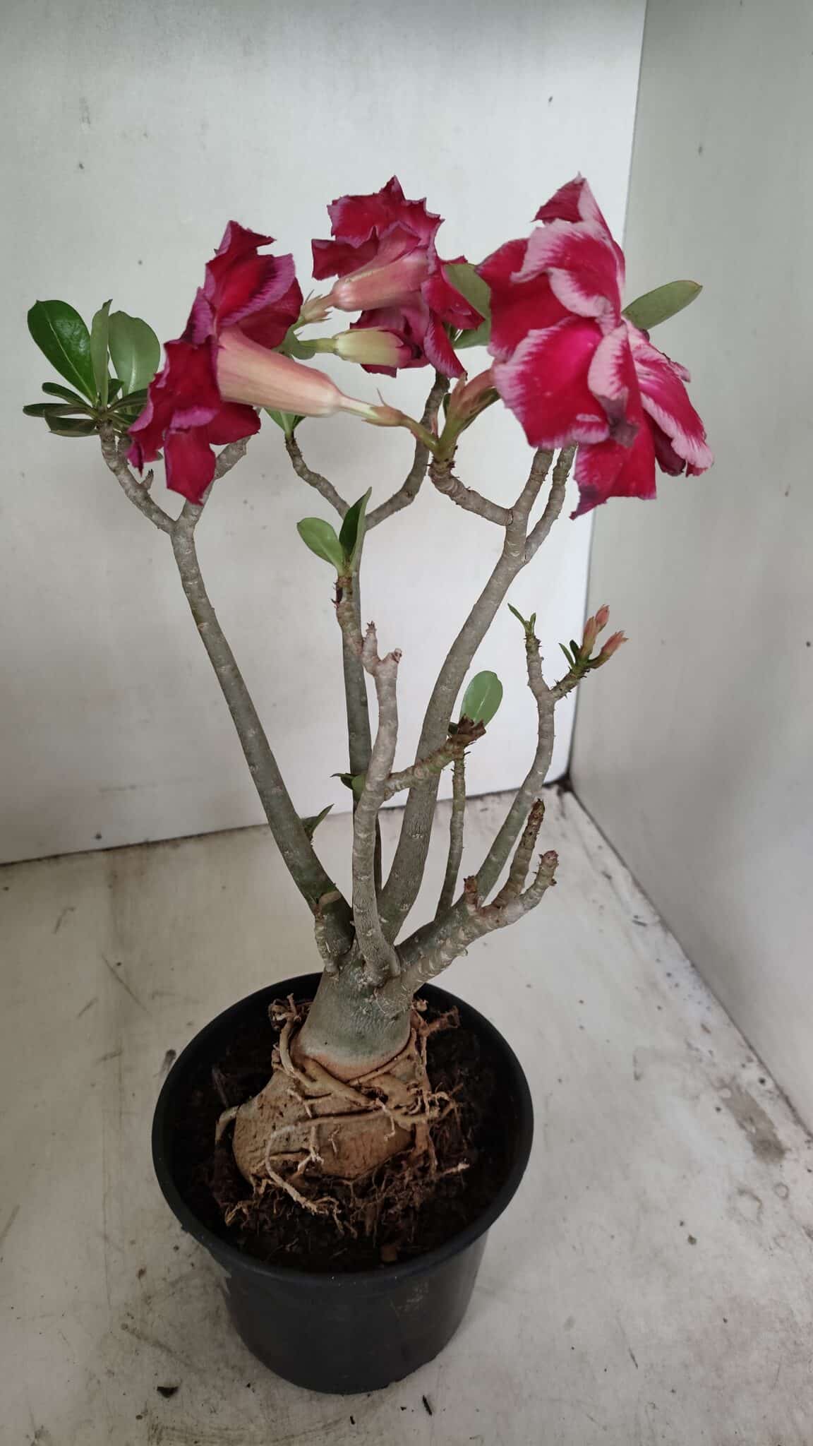 Planta Dobrada 3548 – 35cm – 03 anos - foto 4