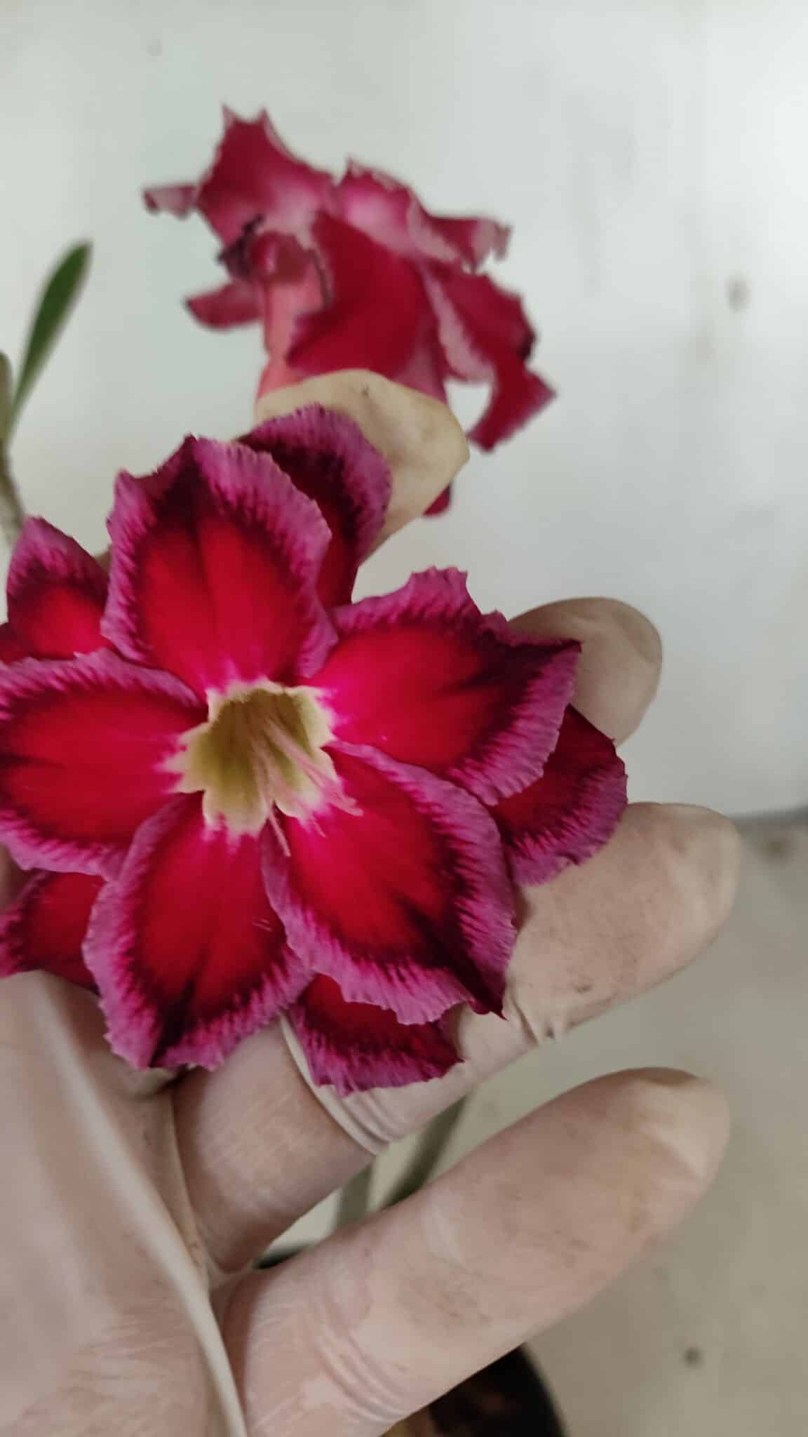 Planta Dobrada 3548 – 35cm – 03 anos - foto 3