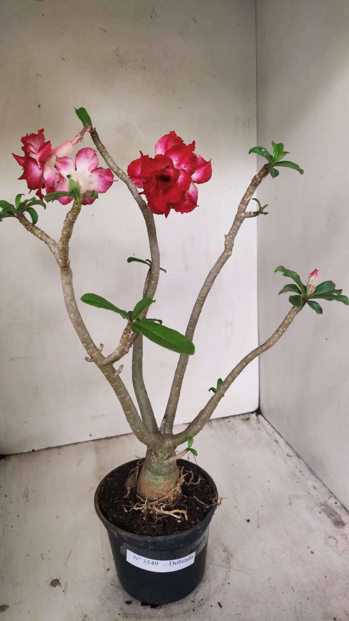 Planta Dobrada 3549 – 35cm – 03 anos - foto 2
