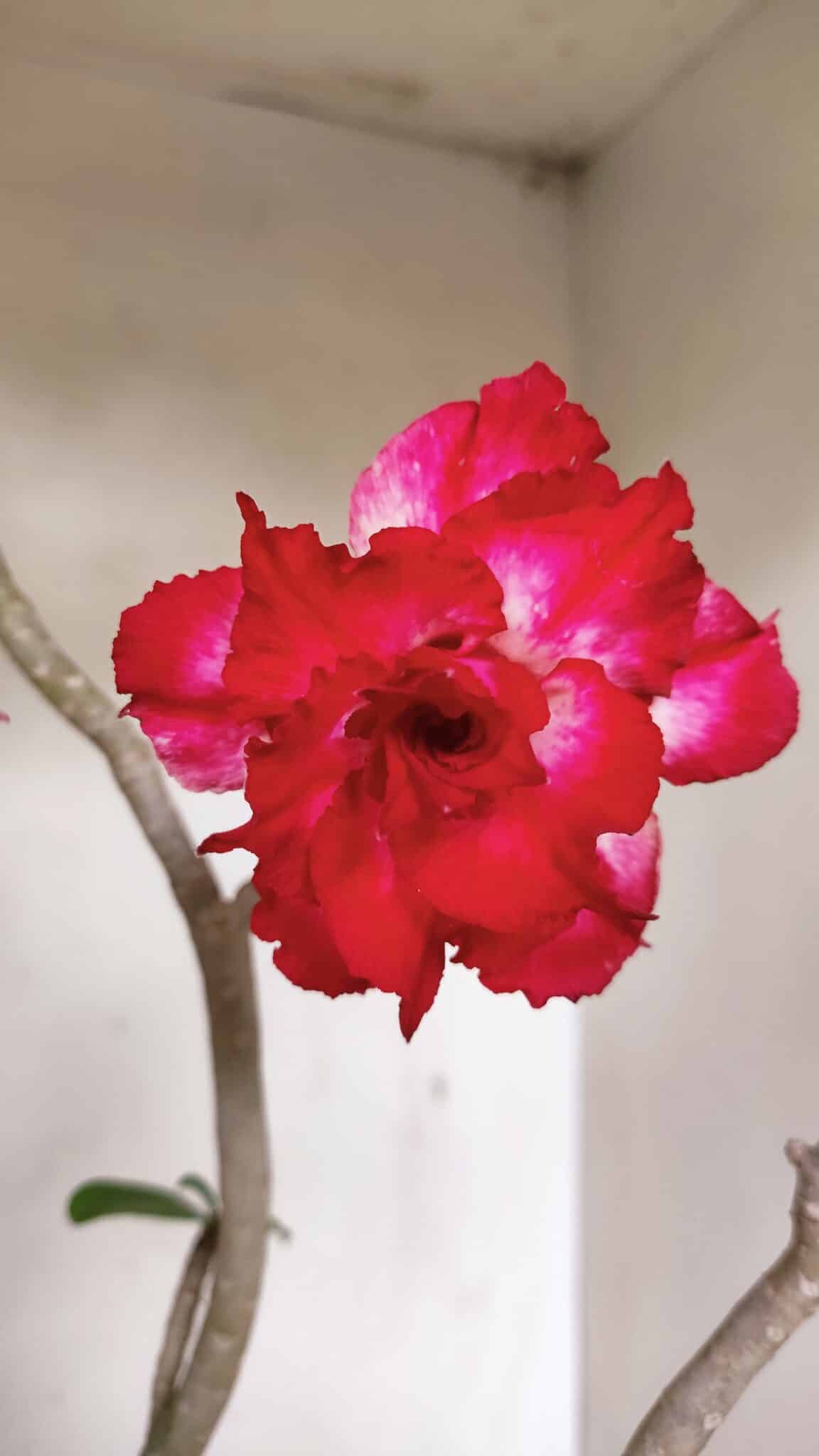 Planta Dobrada 3549 – 35cm – 03 anos - foto 3