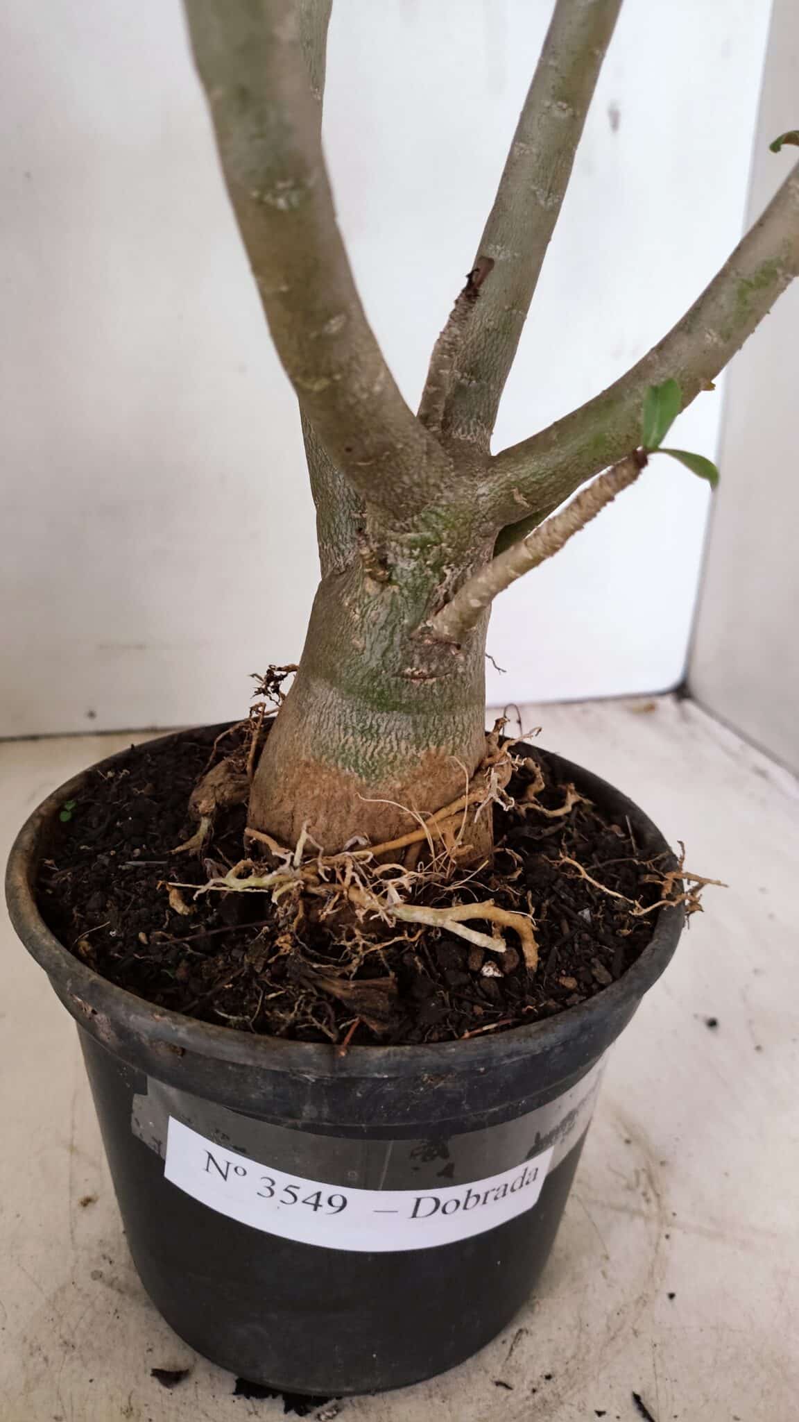Planta Dobrada 3549 – 35cm – 03 anos - foto 7