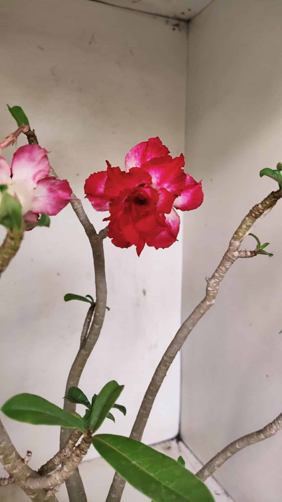 Planta Dobrada 3549 – 35cm – 03 anos - foto 4
