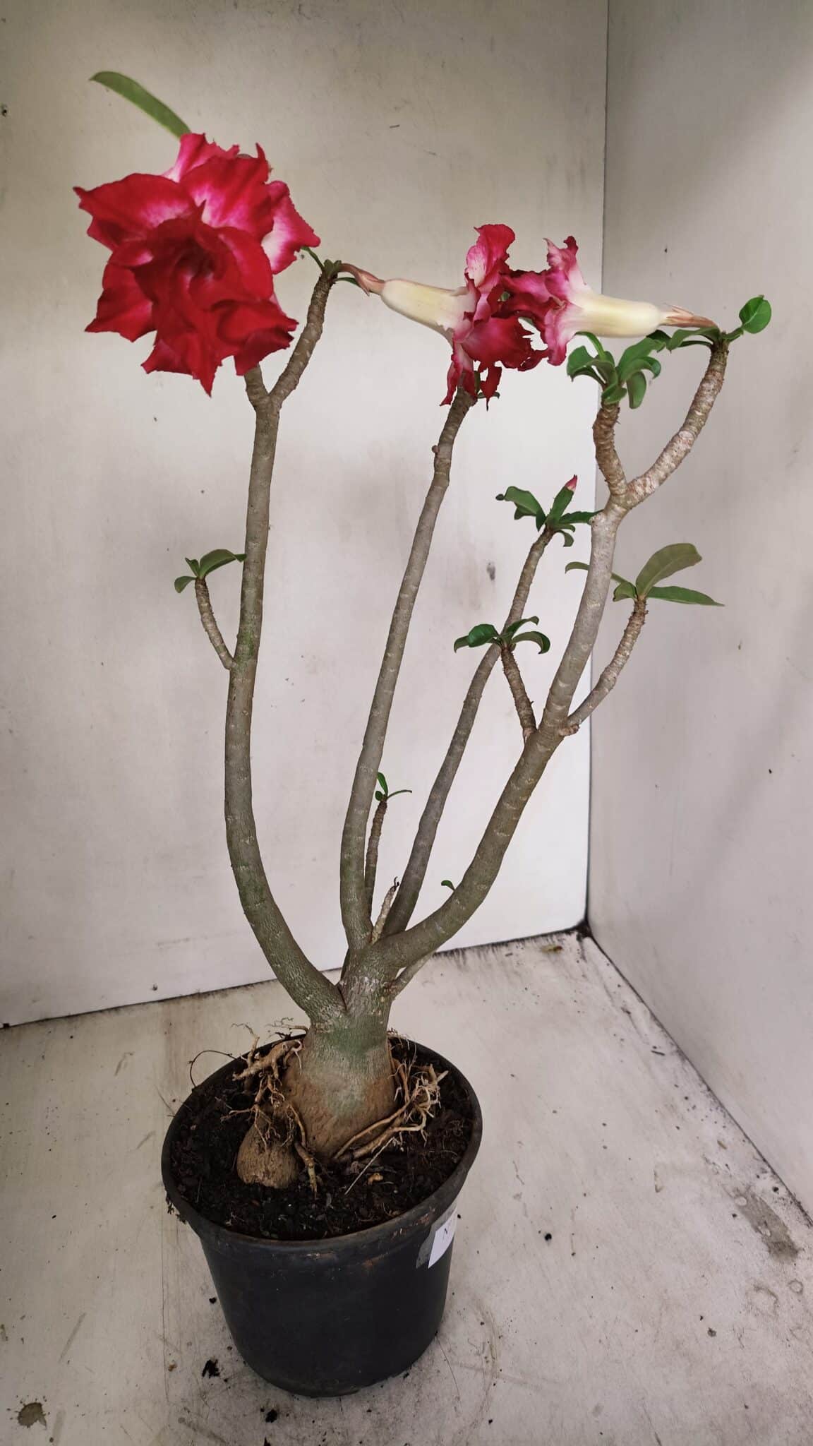 Planta Dobrada 3549 – 35cm – 03 anos - foto 6