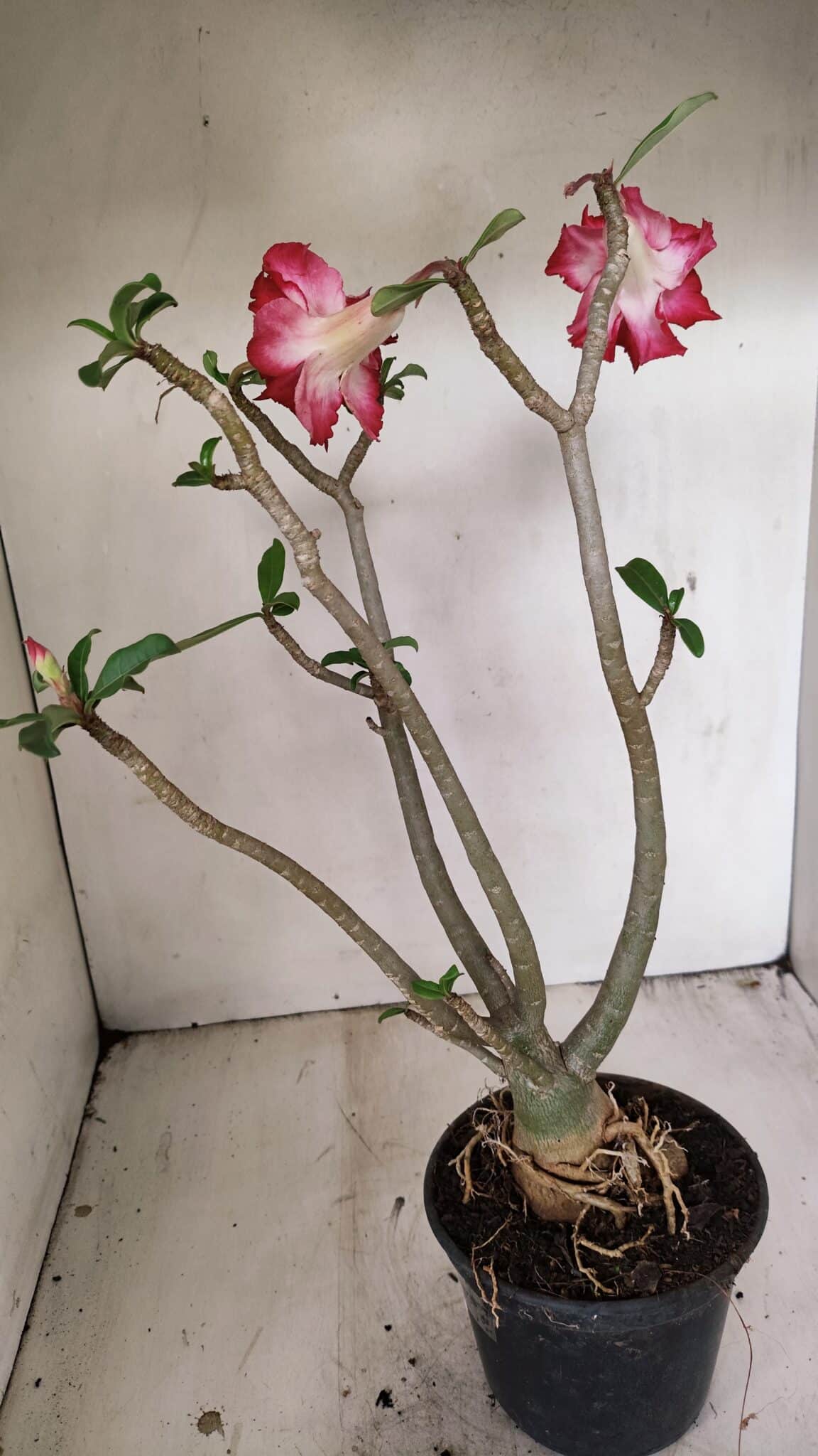 Planta Dobrada 3549 – 35cm – 03 anos - foto 5