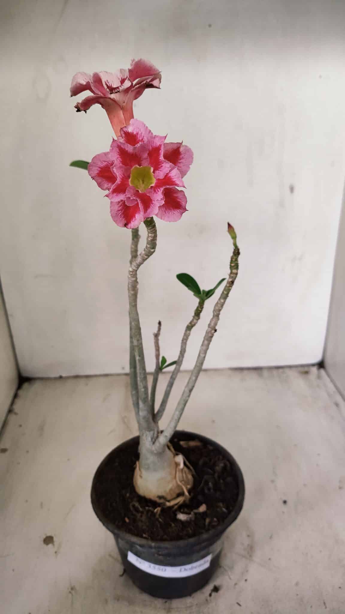 Planta Dobrada 3550 – 35cm – 03 anos - foto 2
