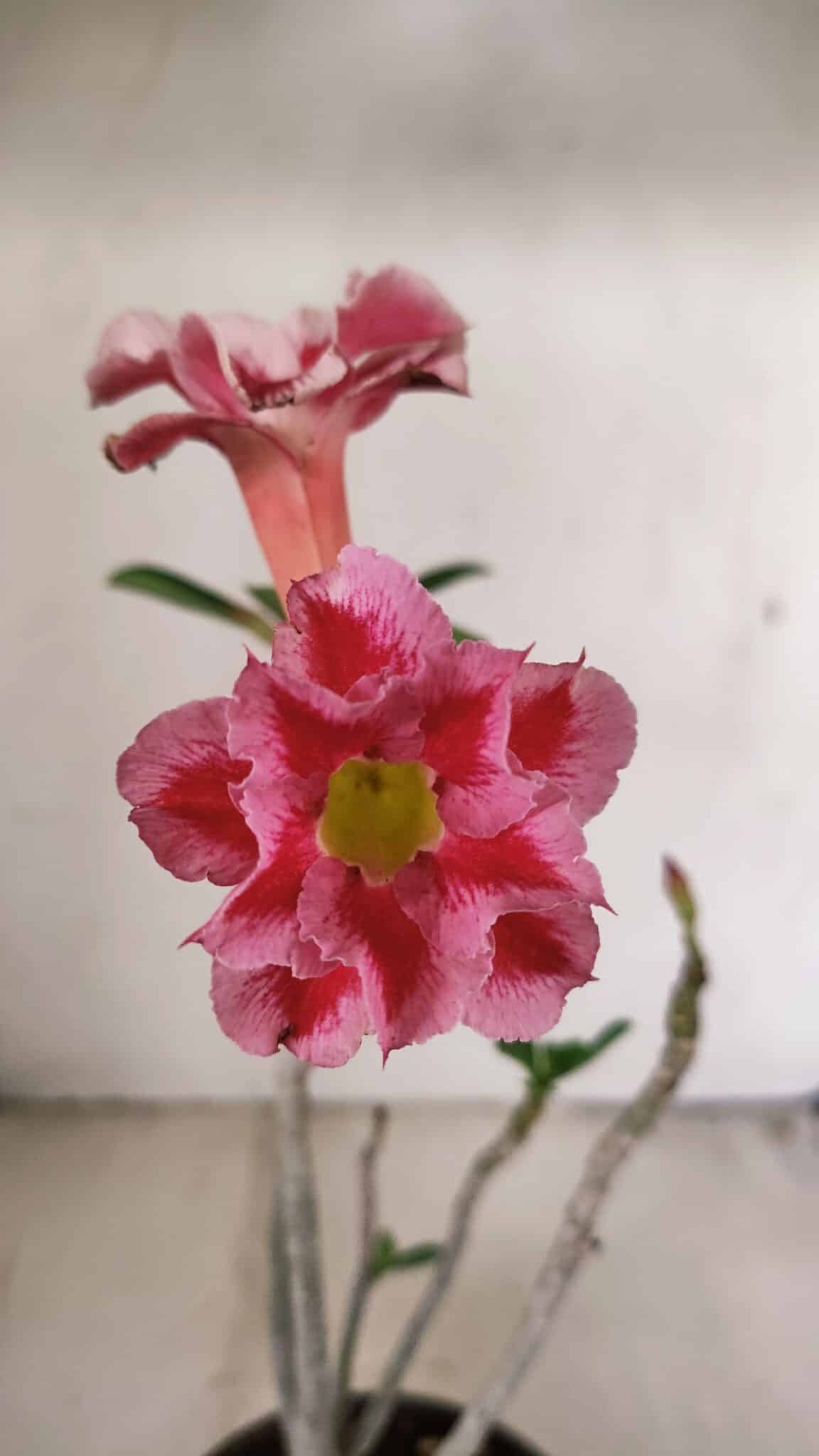 Planta Dobrada 3550 – 35cm – 03 anos - foto 3