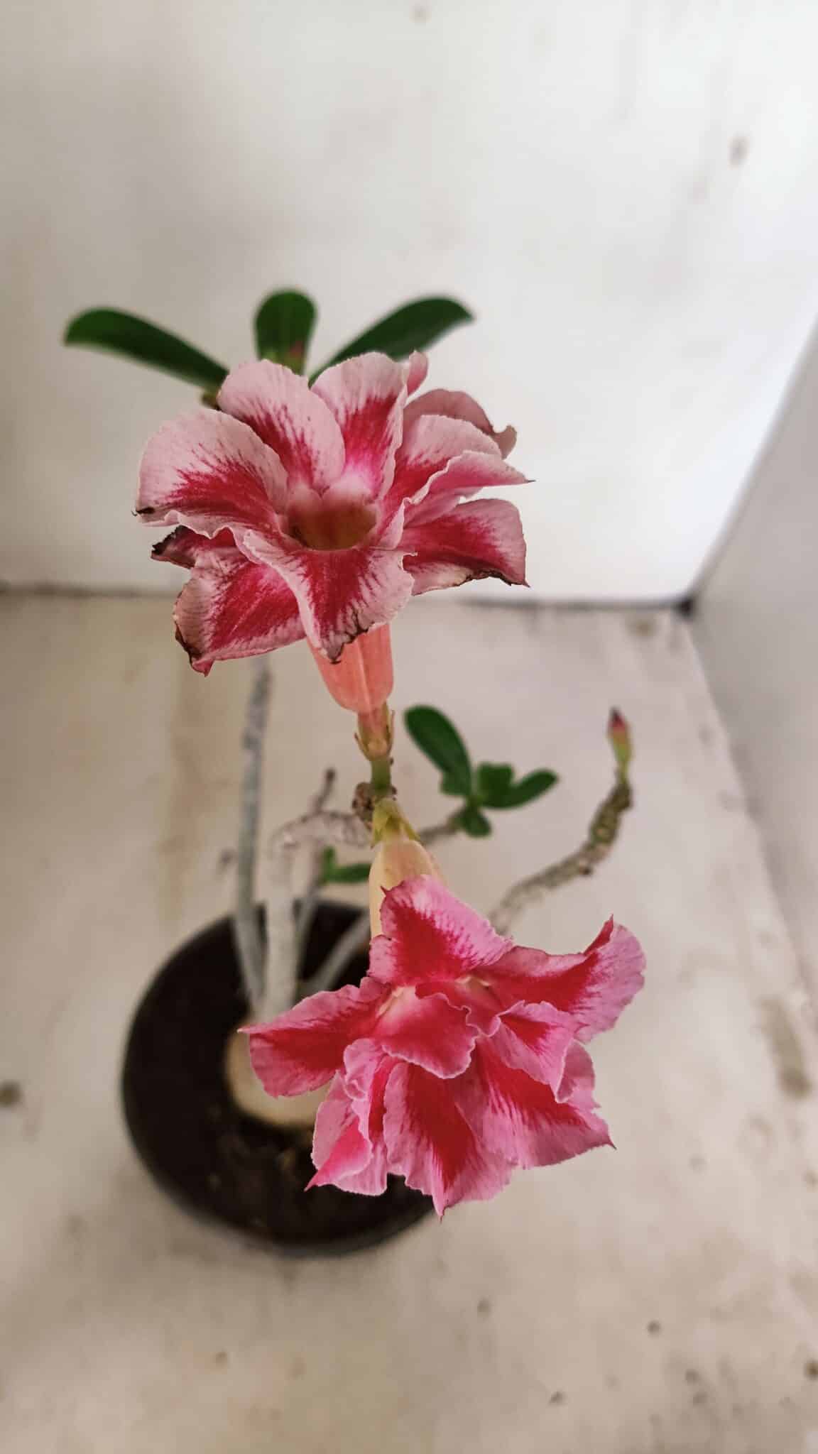 Planta Dobrada 3550 – 35cm – 03 anos - foto 4