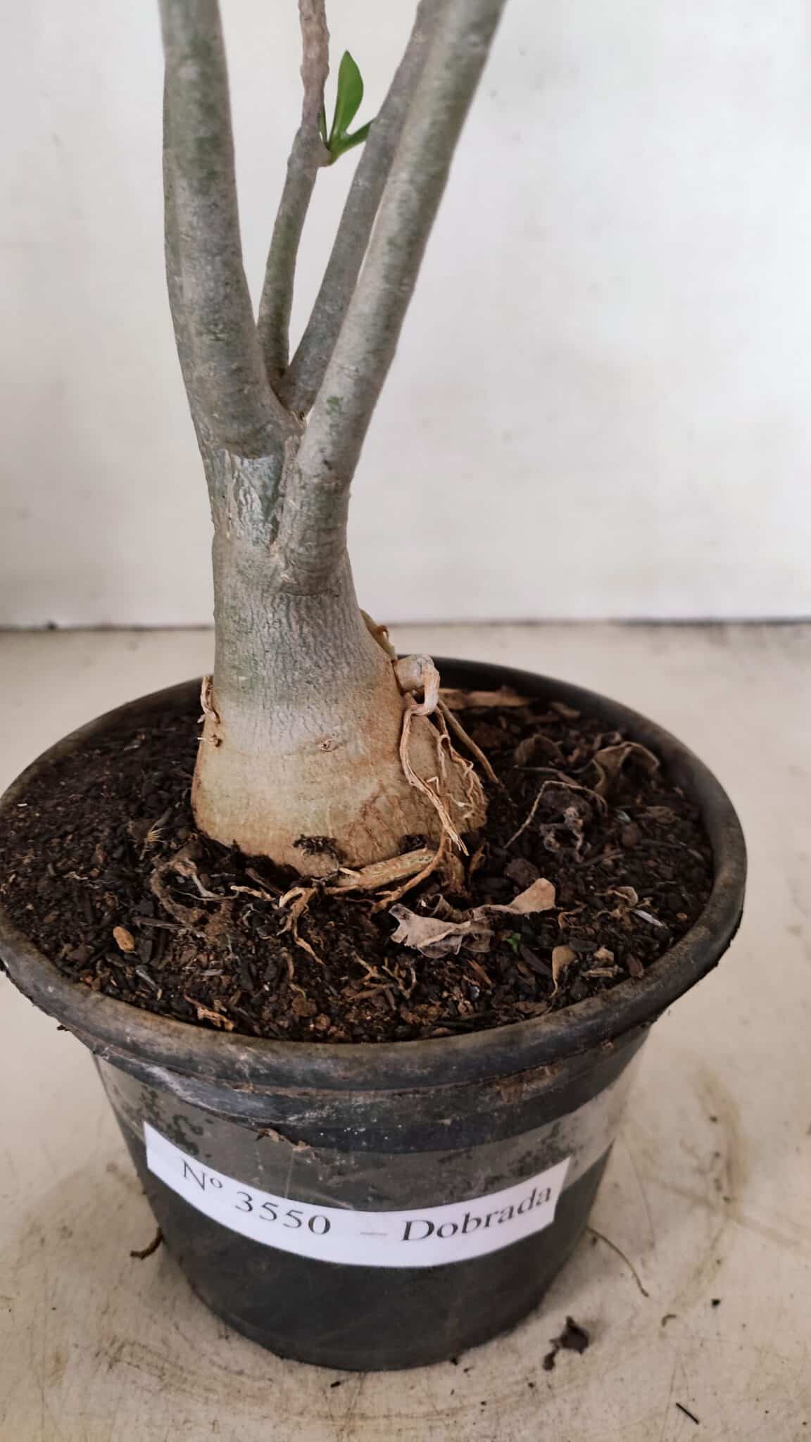 Planta Dobrada 3550 – 35cm – 03 anos - foto 8