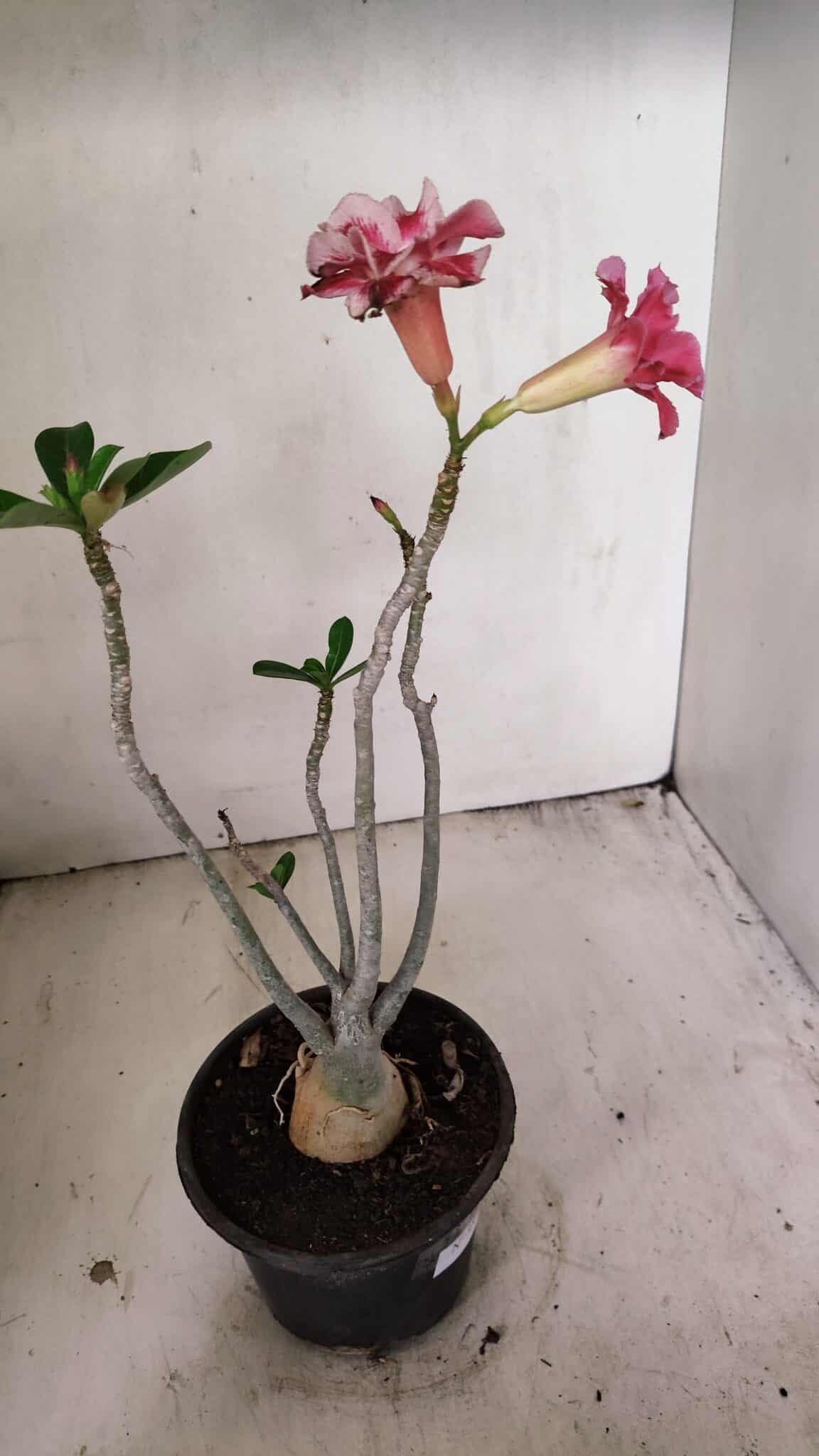 Planta Dobrada 3550 – 35cm – 03 anos - foto 7