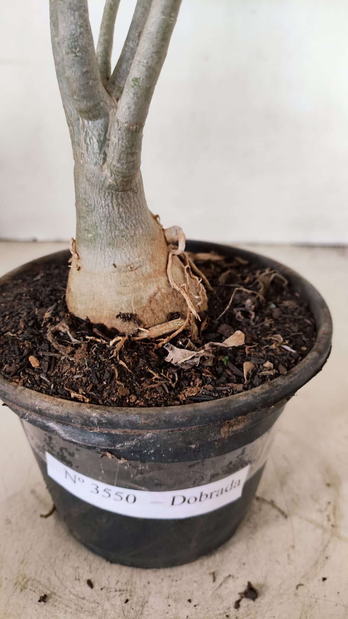 Planta Dobrada 3550 – 35cm – 03 anos - foto 6